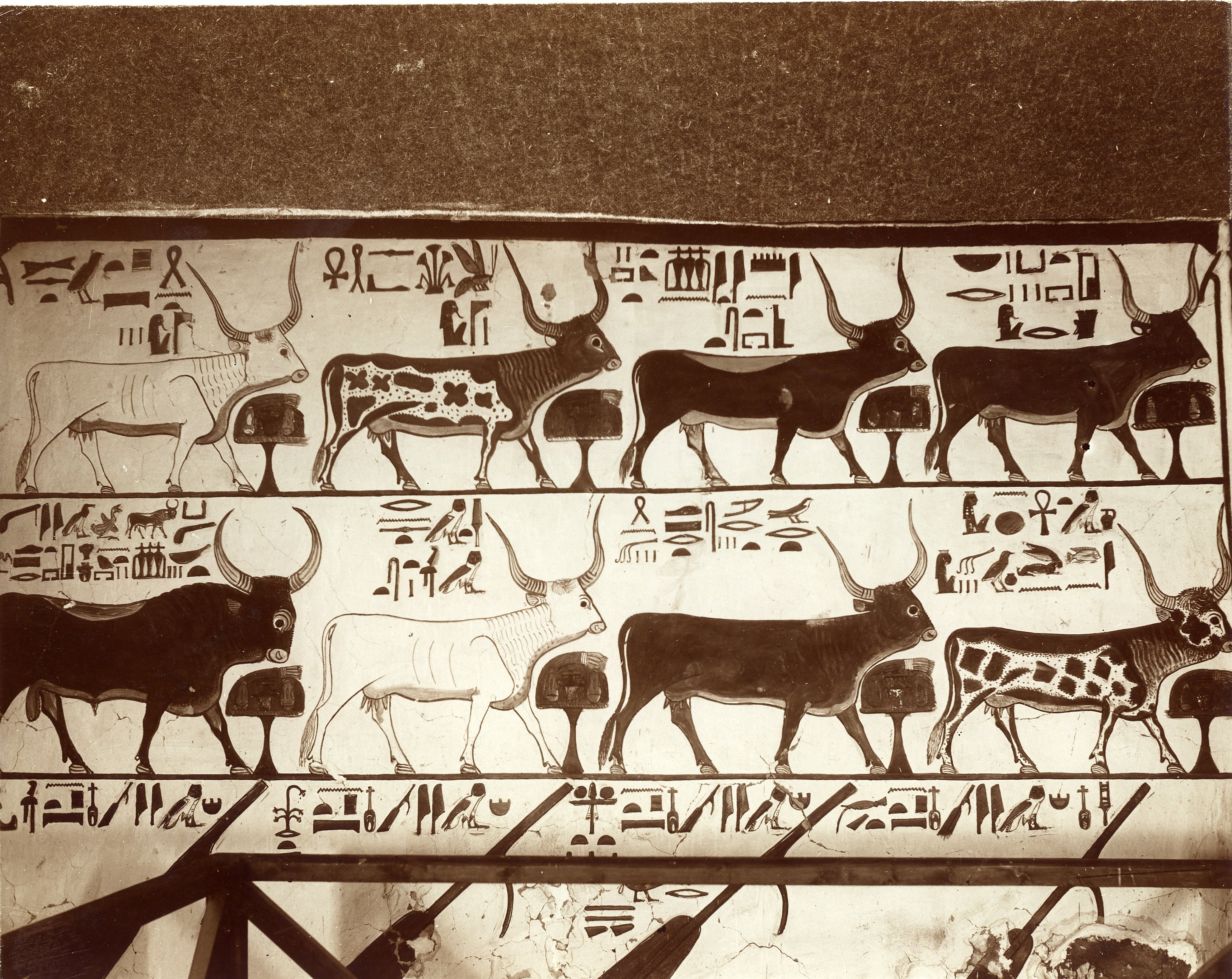 Fotografie Grab der Nefertari (Museum - Naturalienkabinett Waldenburg CC BY-NC-SA)