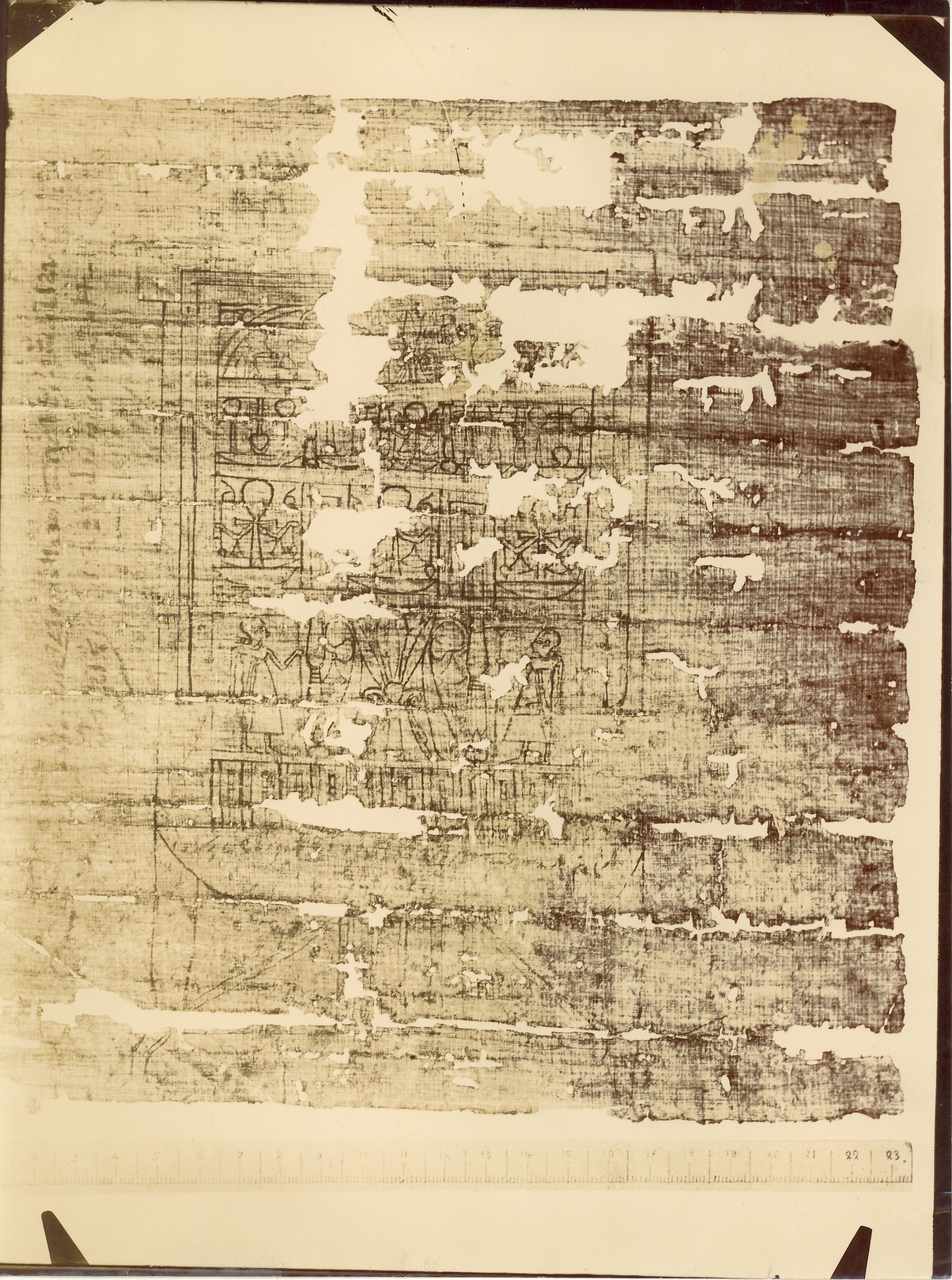 Fotografie Papyrus 3 (Museum - Naturalienkabinett Waldenburg CC BY-NC-SA)