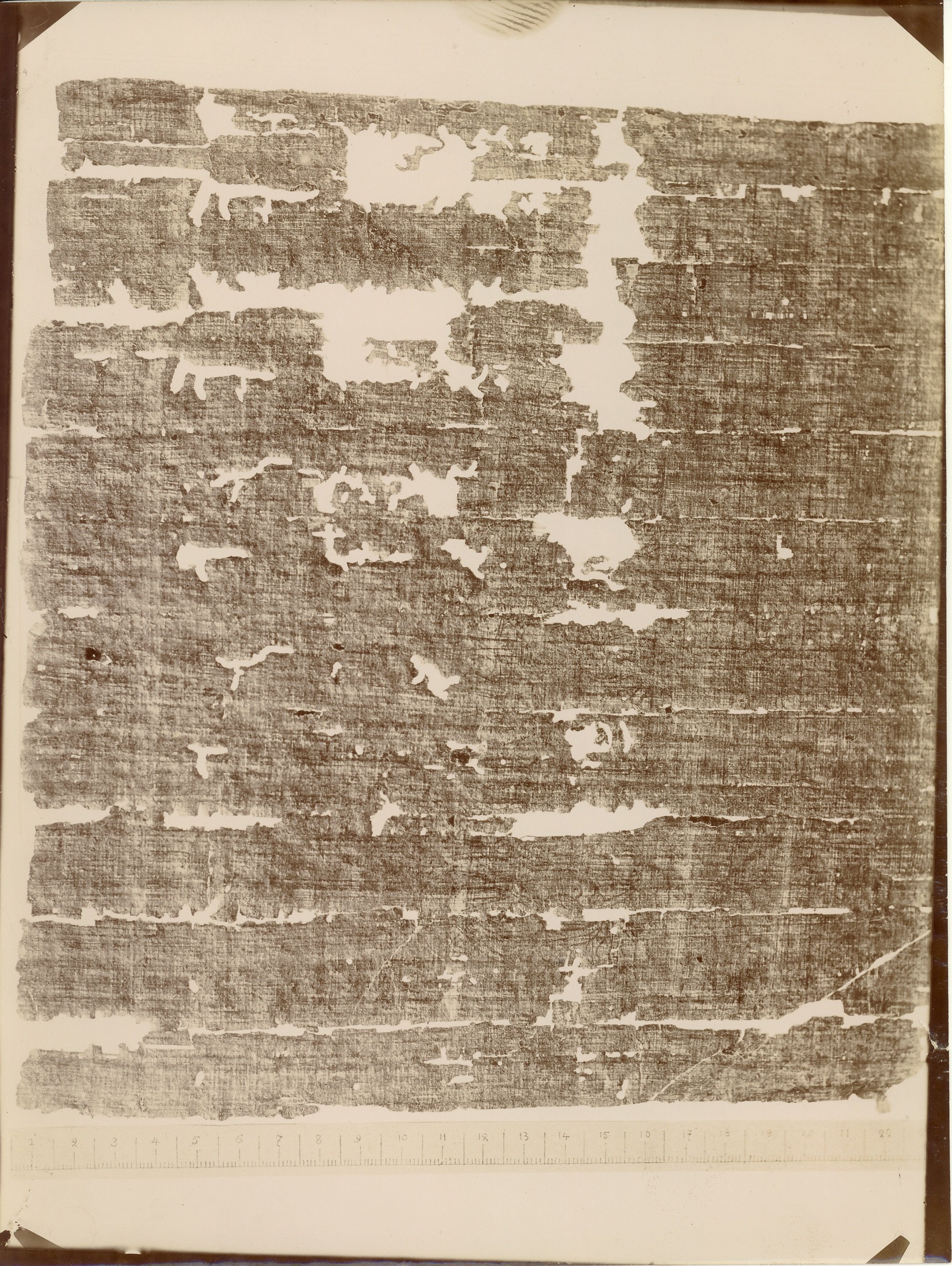 Fotografie Papyrus 4 (Museum - Naturalienkabinett Waldenburg CC BY-NC-SA)
