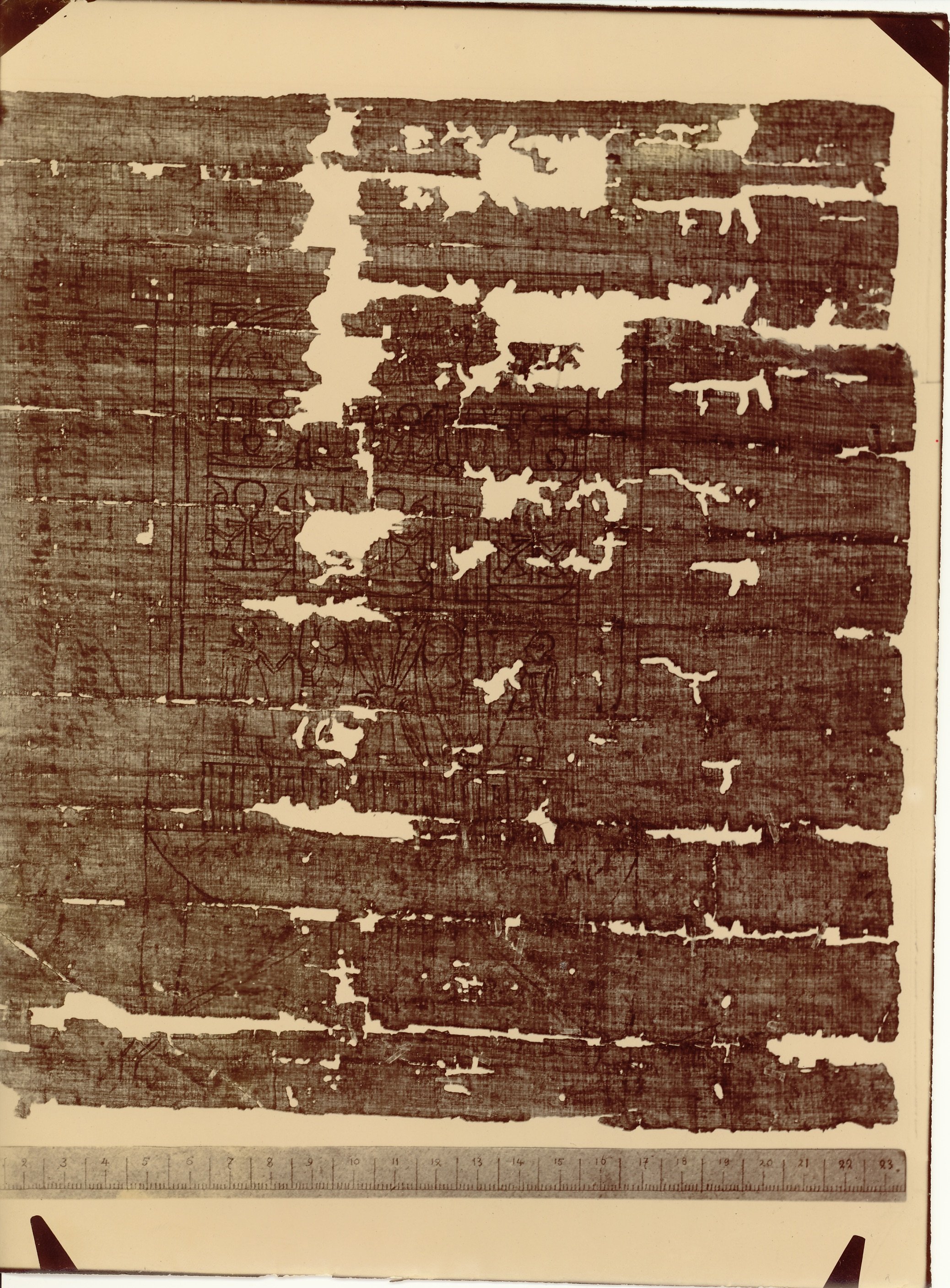 Fotografie Papyrus 5 (Museum - Naturalienkabinett Waldenburg CC BY-NC-SA)