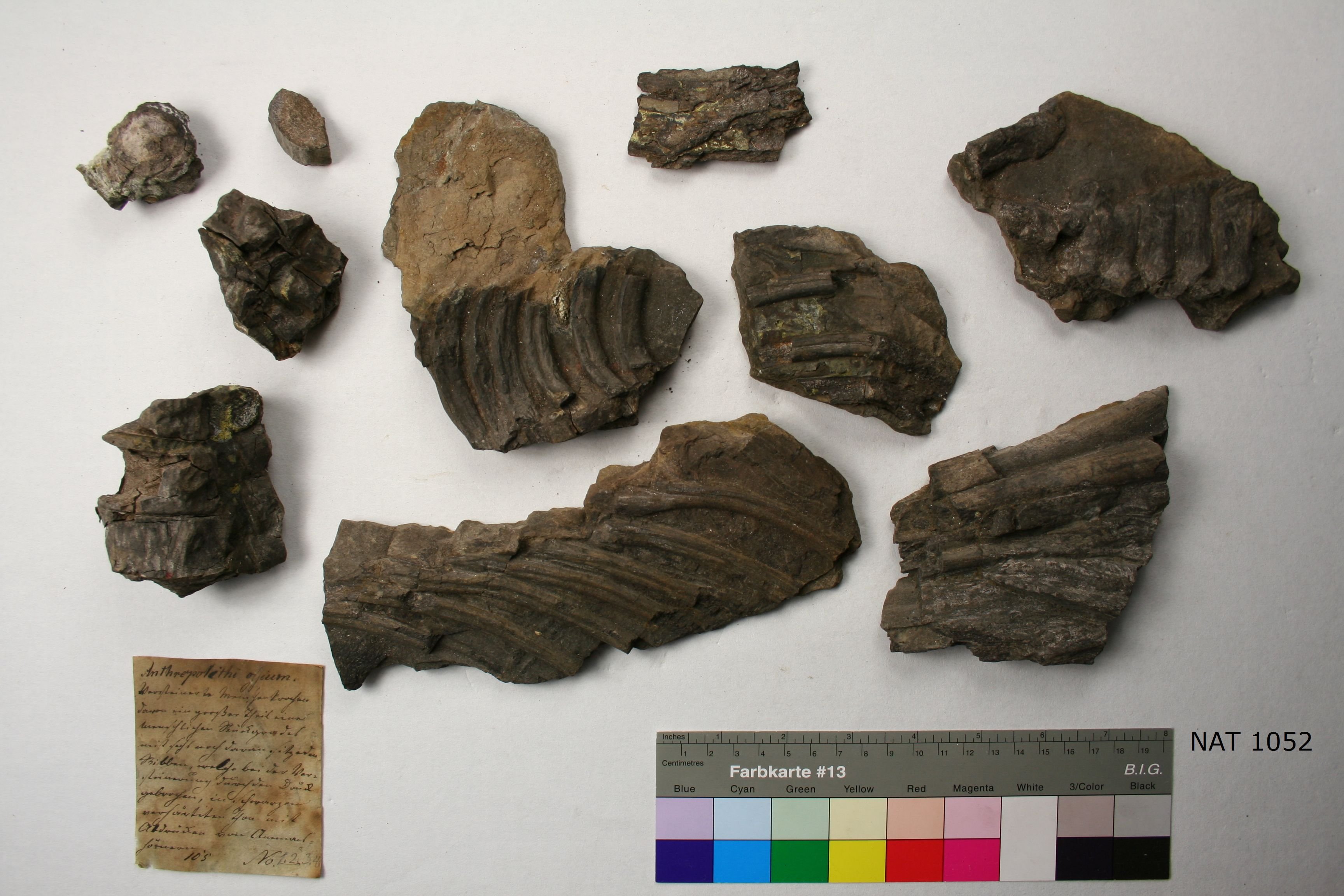 Wirbelkörper, Rippen und Dornfortsätze eines Ichthyosaurus (Museum - Naturalienkabinett Waldenburg CC BY-NC-SA)