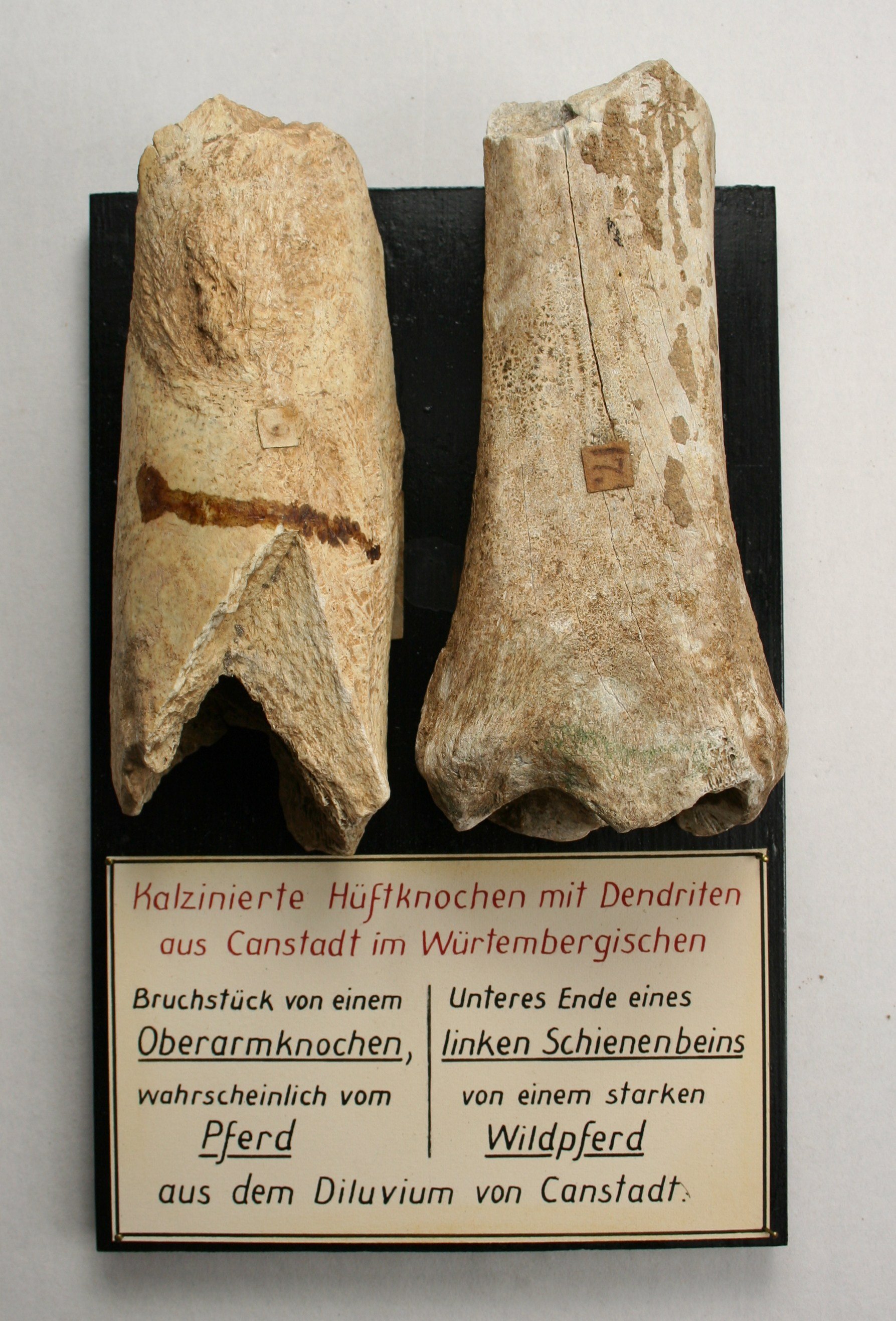 Knochen eines Pferdes (Museum - Naturalienkabinett Waldenburg CC BY-NC-SA)
