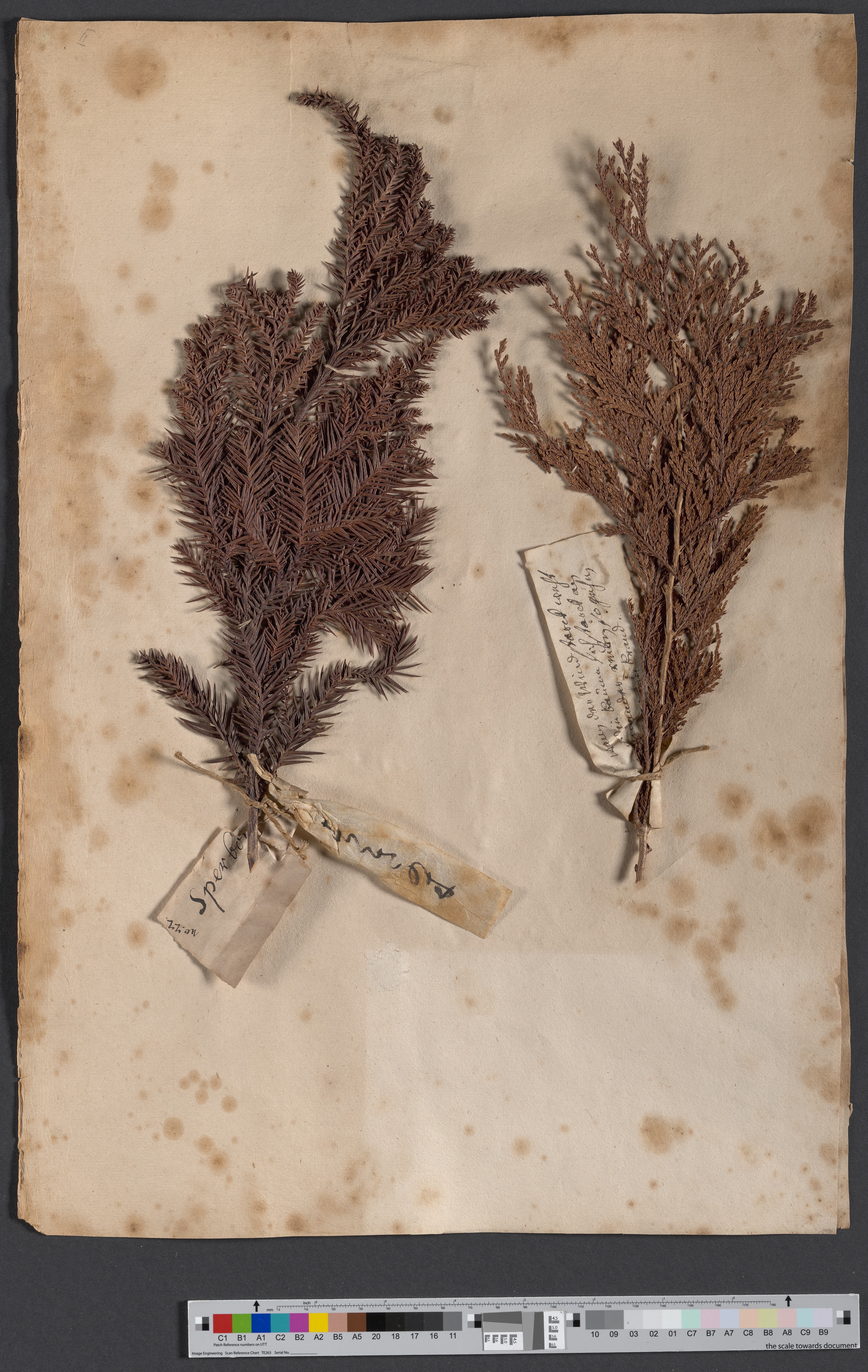 Cryptomeria japonica (D.Don) + Chamaecyparis pisifera (Siebold&Zucc.) NAT 1528/35 (Museum - Naturalienkabinett Waldenburg CC BY-NC-SA)