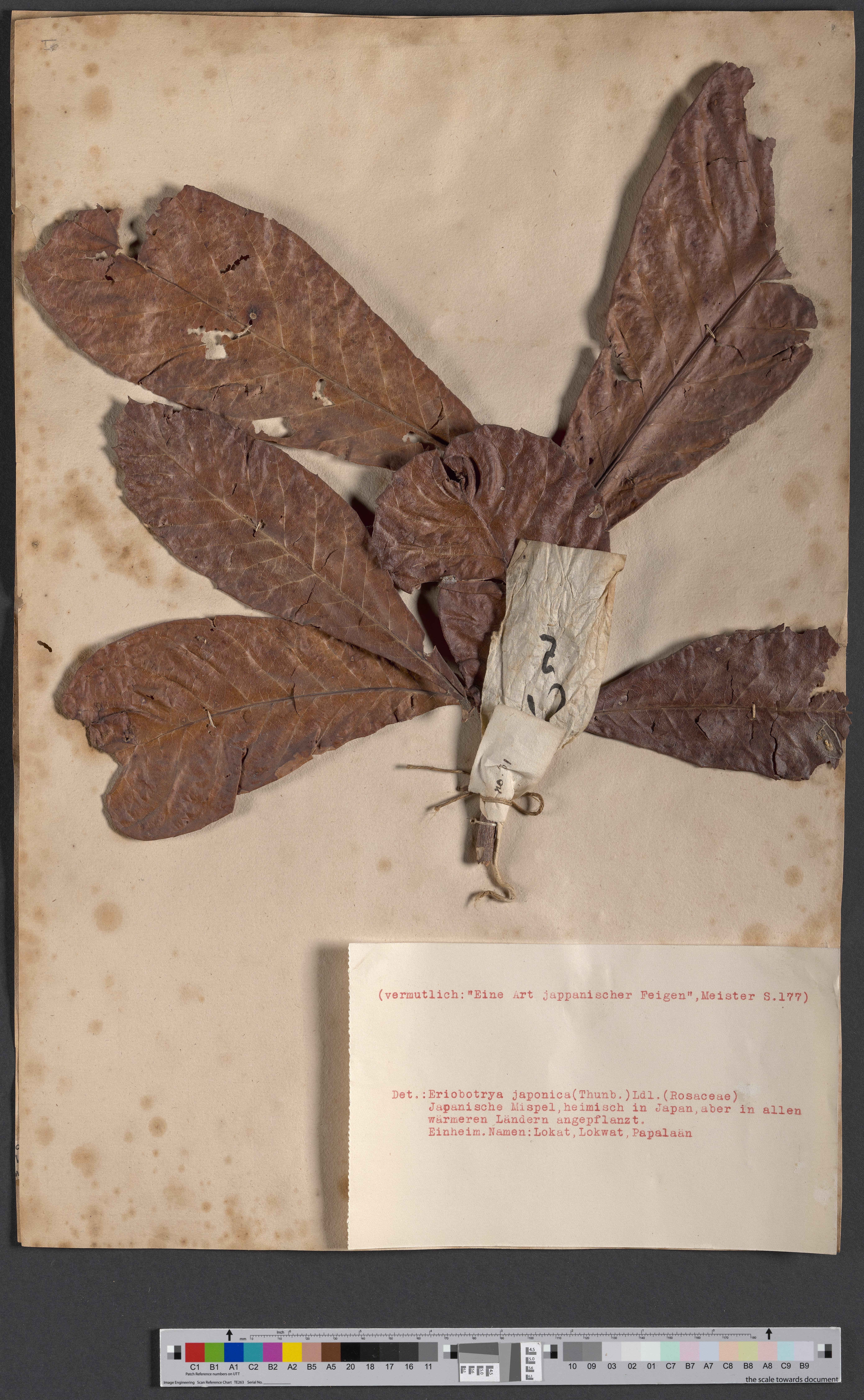 Eriobotrya japonica (Thunb.) NAT 1528/37 (Museum - Naturalienkabinett Waldenburg CC BY-NC-SA)
