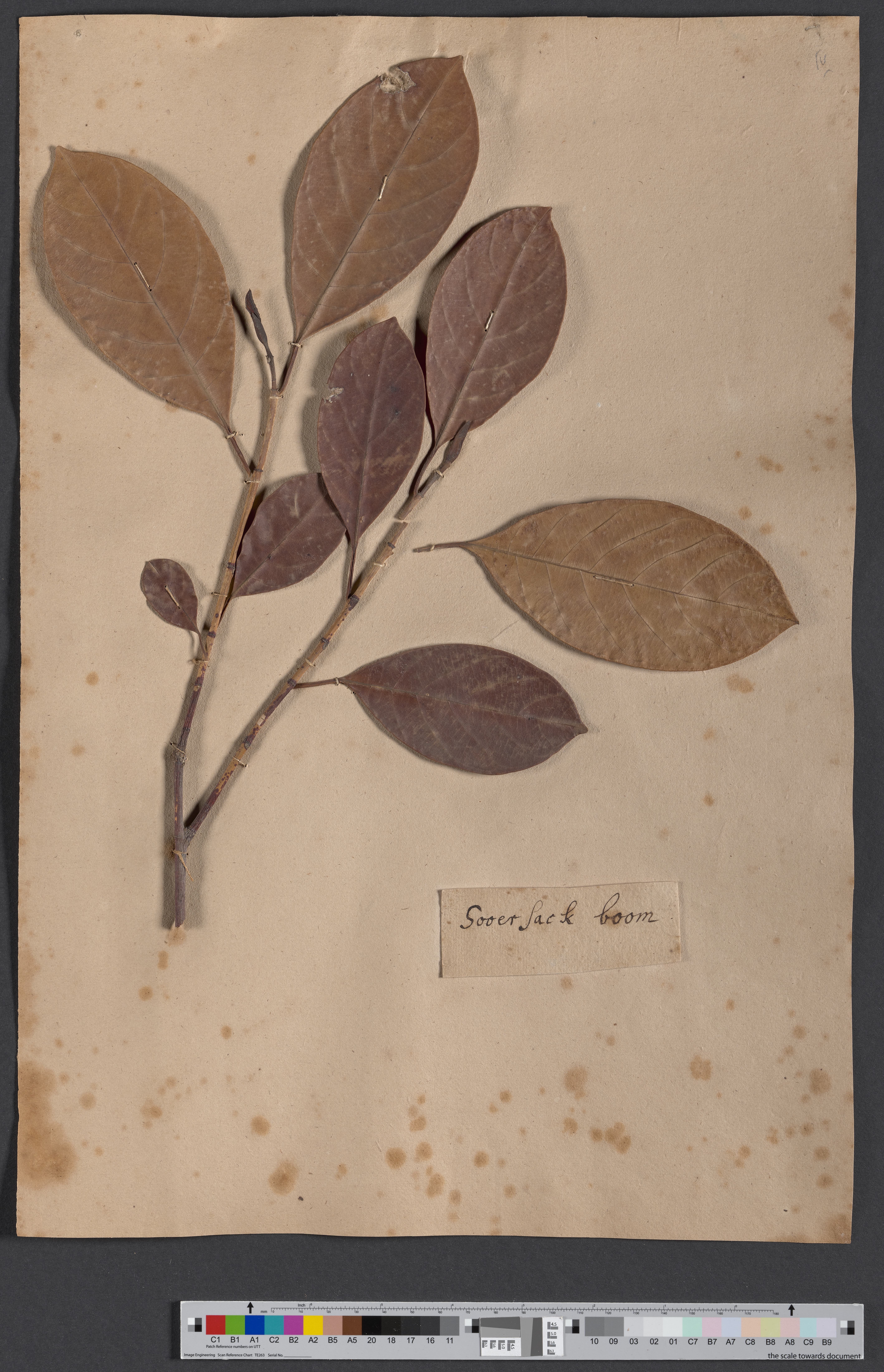 Annona muricata (L.) NAT 1528/39 (Museum - Naturalienkabinett Waldenburg CC BY-NC-SA)