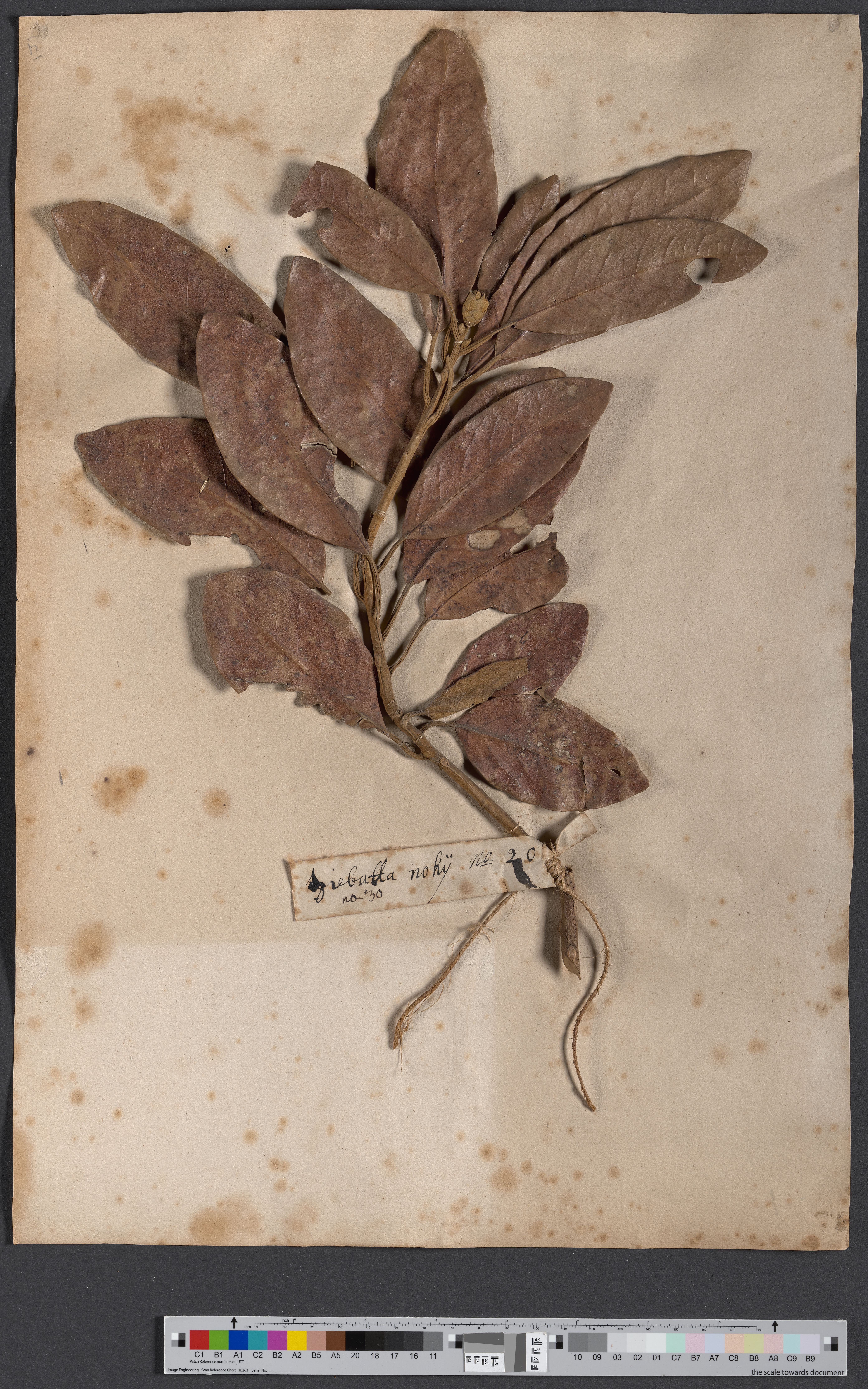 Butyrospermum parkii NAT 1528/40 (Museum - Naturalienkabinett Waldenburg CC BY-NC-SA)