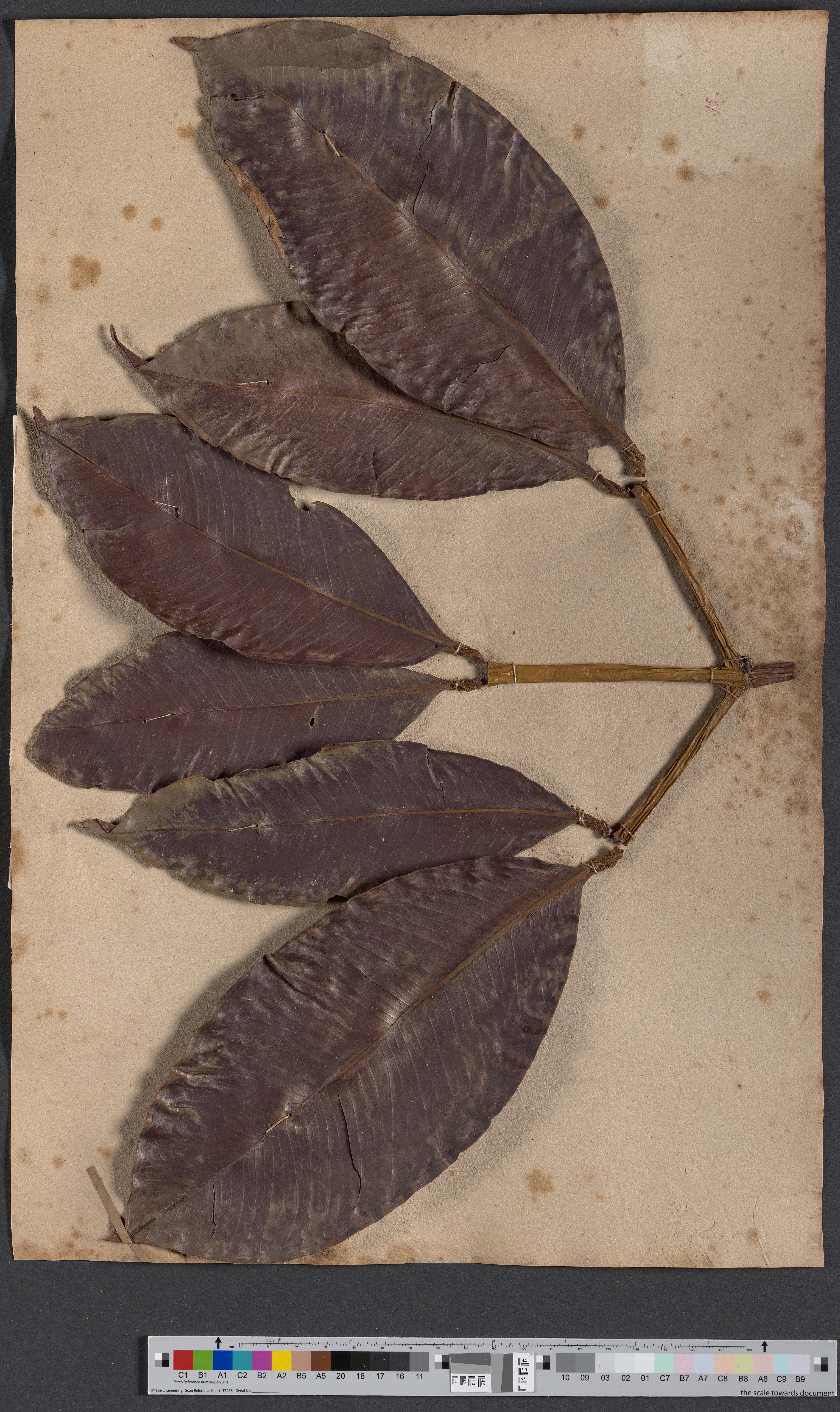 Garcinia mangostana (L.) NAT 1528/43 (Museum - Naturalienkabinett Waldenburg CC BY-NC-SA)