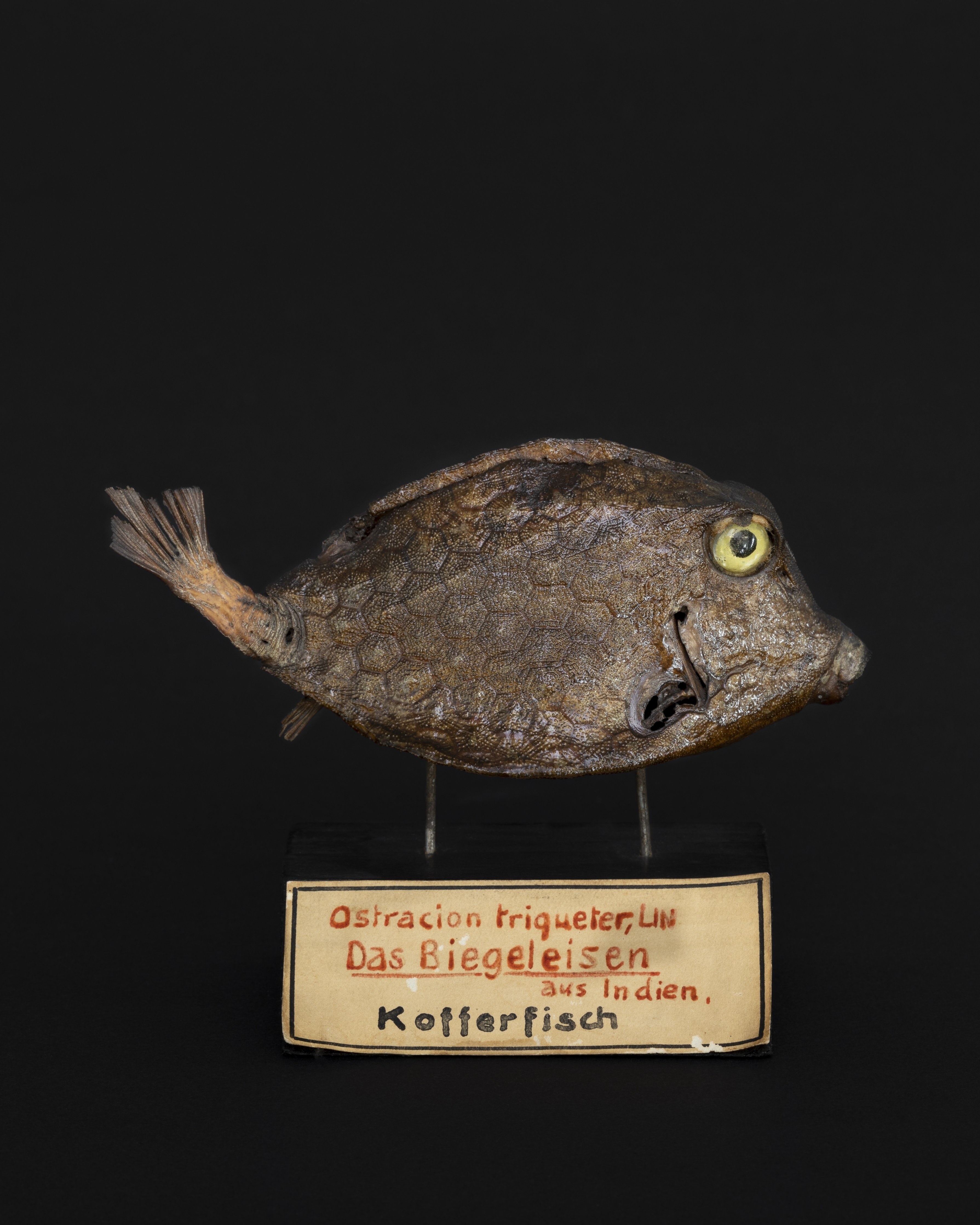 Kofferfisch oder "Das Biegeleisen" (Museum - Naturalienkabinett Waldenburg CC BY-NC-SA)