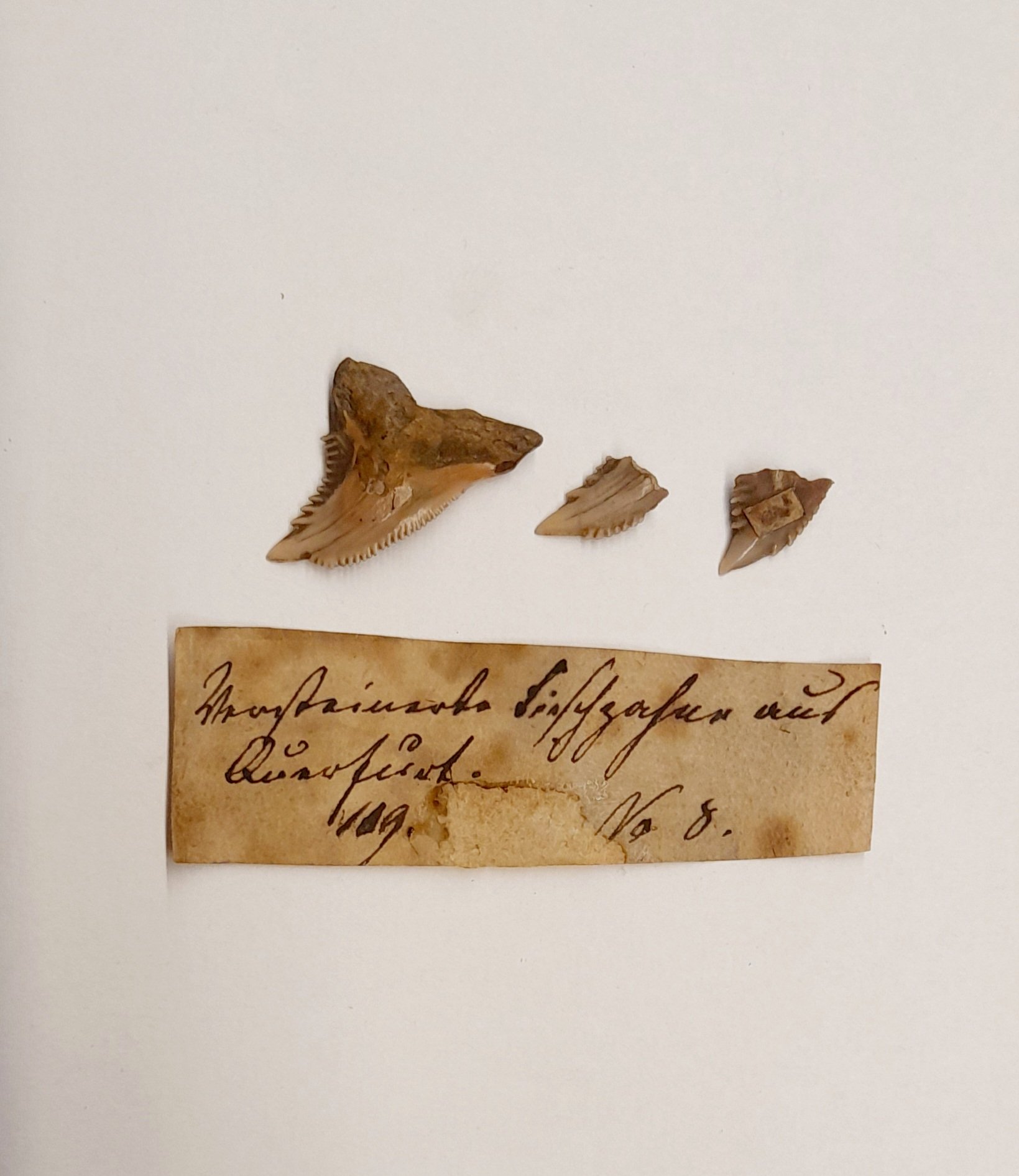 Drei fossile Zähne von Fischen (Museum Naturalienkabinett Waldenburg CC BY-NC-SA)