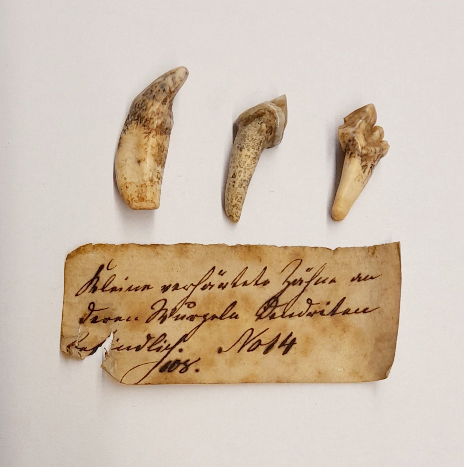 Drei fossile Zähne mit Dendriten (Museum Naturalienkabinett Waldenburg CC BY-NC-SA)