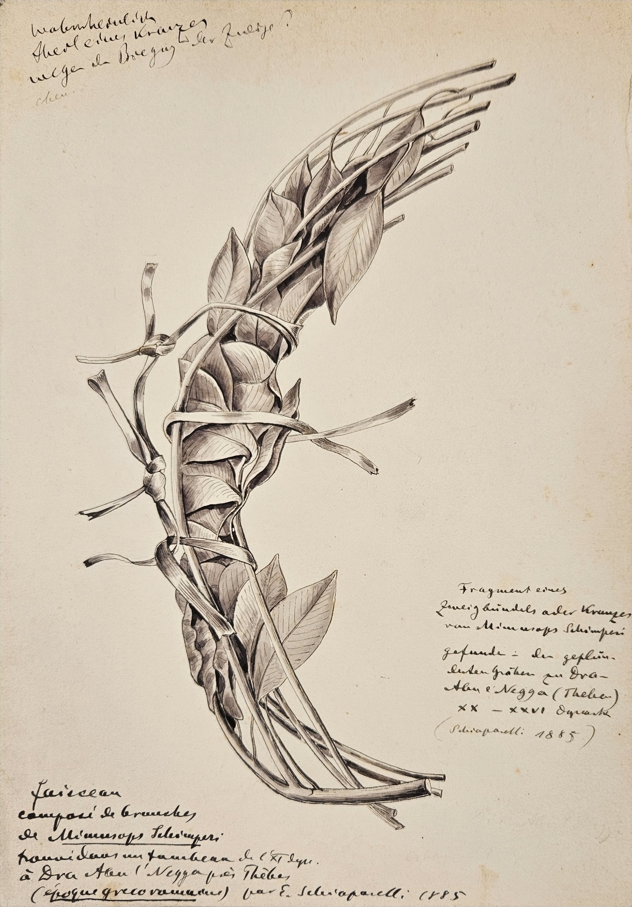 Fragment eines Zweigbündels des Mimusops schimperi Hochst. (Museum Naturalienkabinett Waldenburg CC BY-NC-SA)