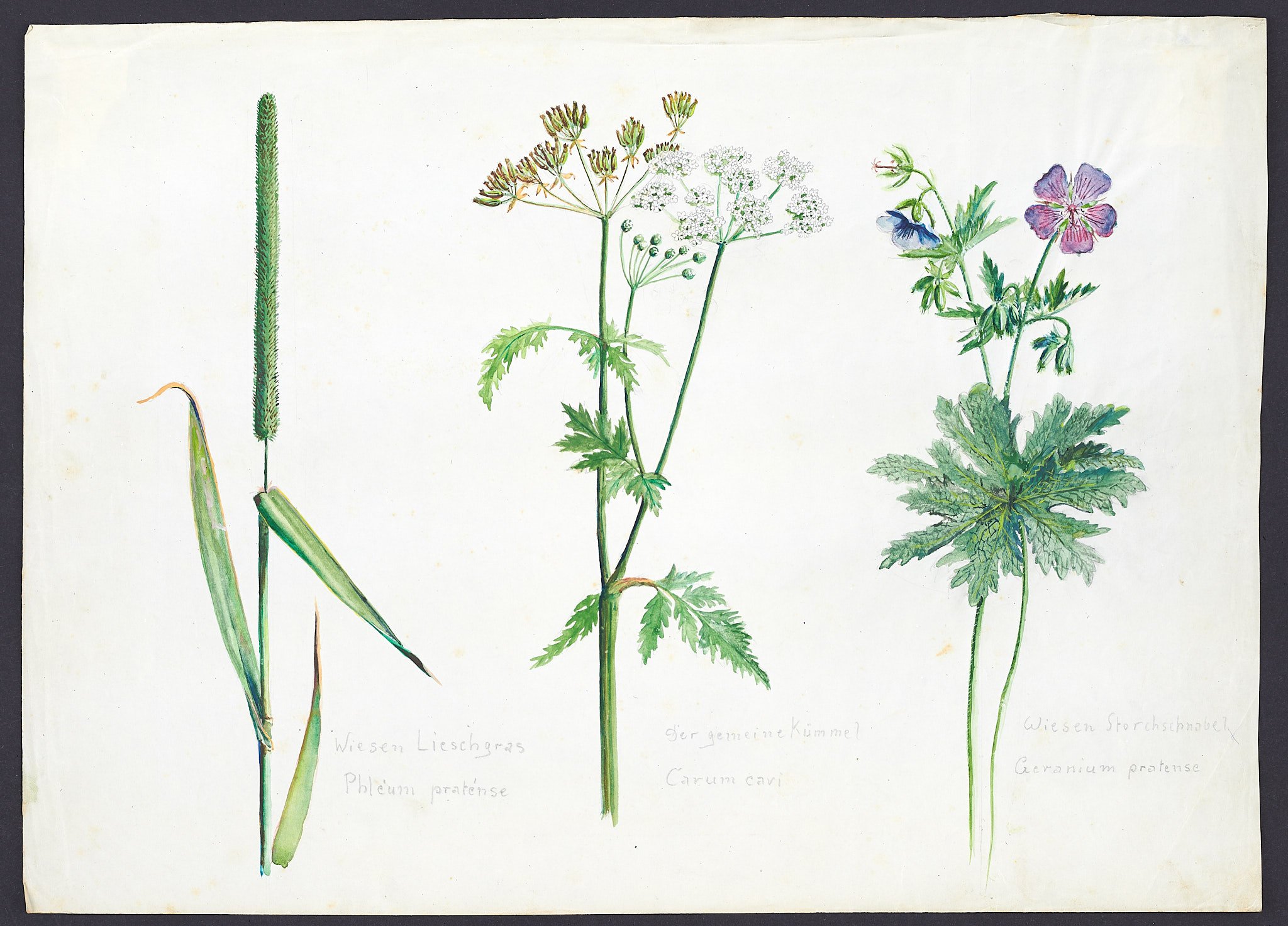 Pflanzenstudie (Blatt 68) (Börde-Museum Burg Ummendorf CC BY-NC-SA)