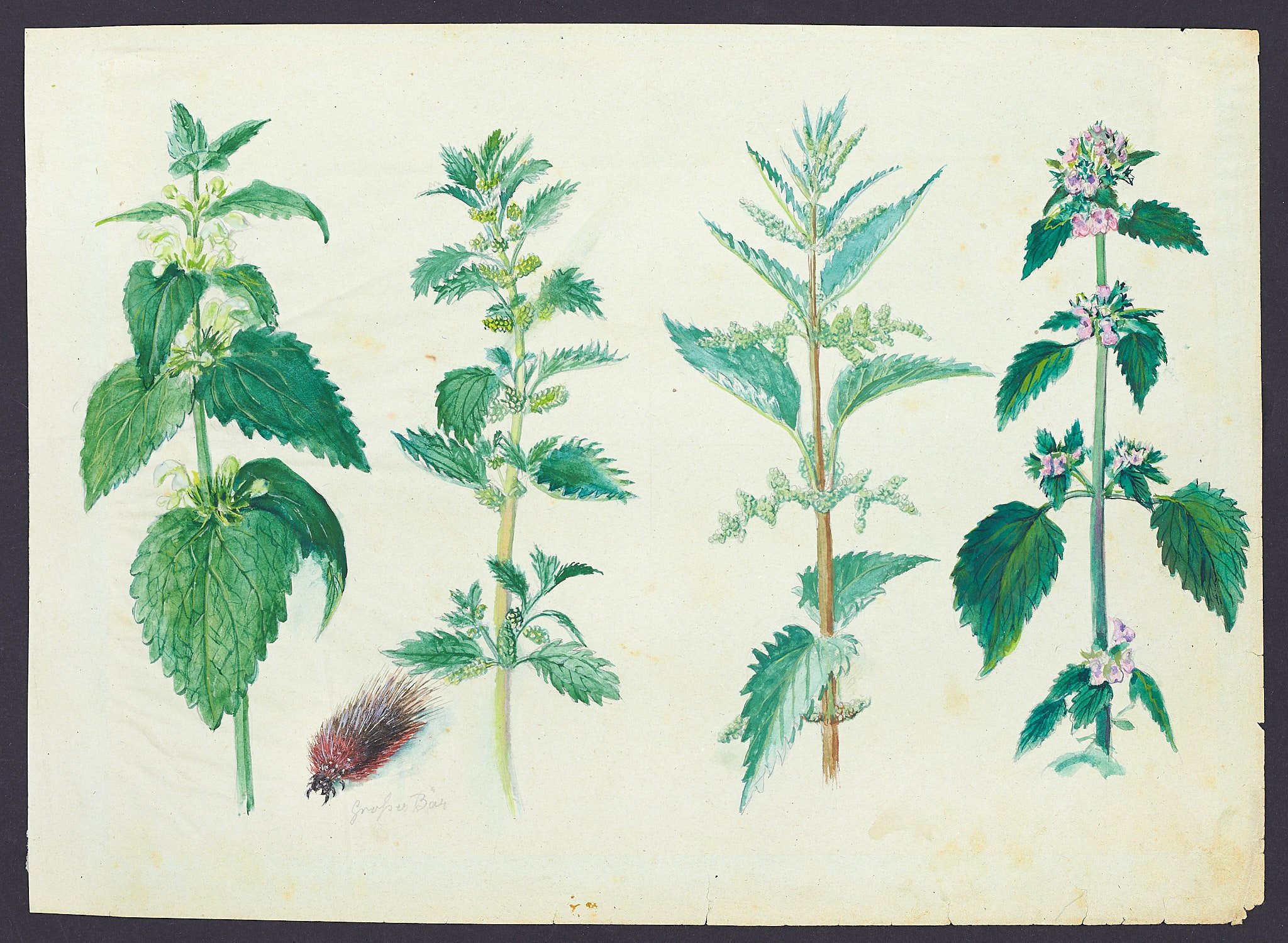 Pflanzenstudie (Blatt 85) (Börde-Museum Burg Ummendorf CC BY-NC-SA)
