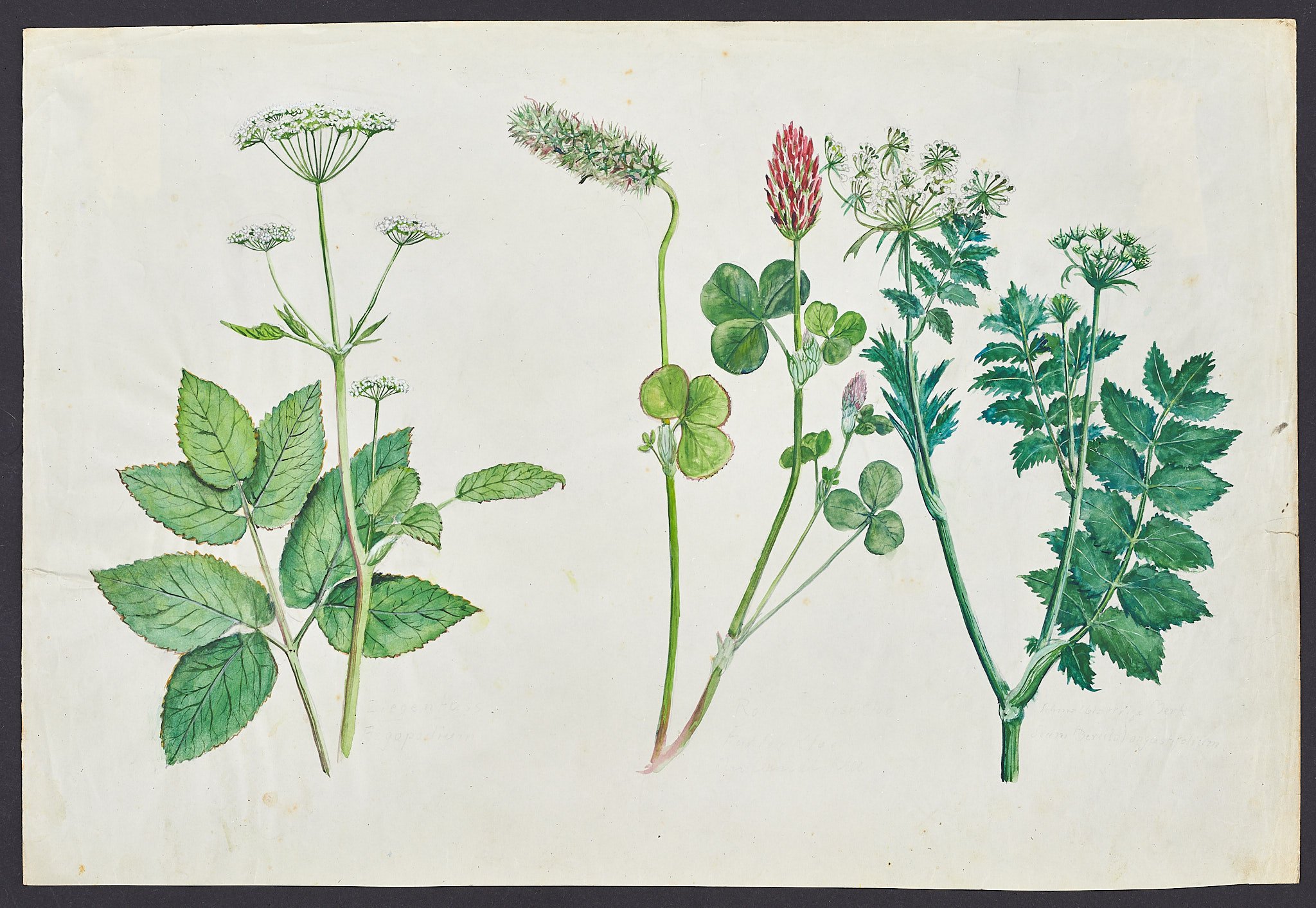 Pflanzenstudie (Blatt 86) (Börde-Museum Burg Ummendorf CC BY-NC-SA)