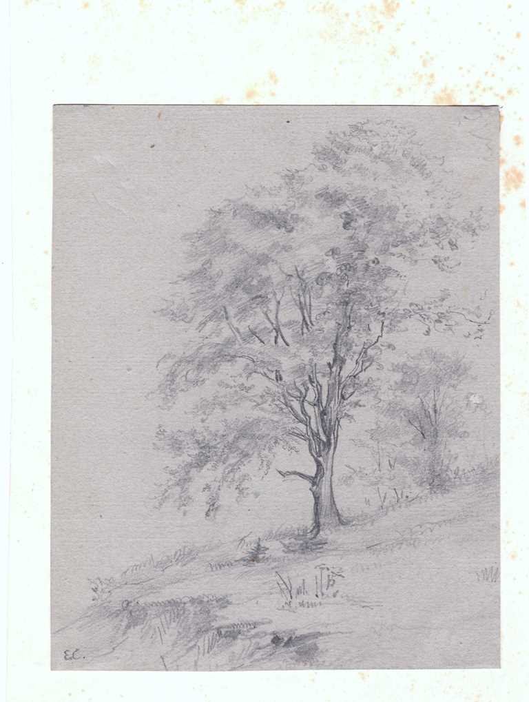 Hainbuche am Abhang, von Elise Crola, nach 1840 (Schloß Wernigerode GmbH RR-F)