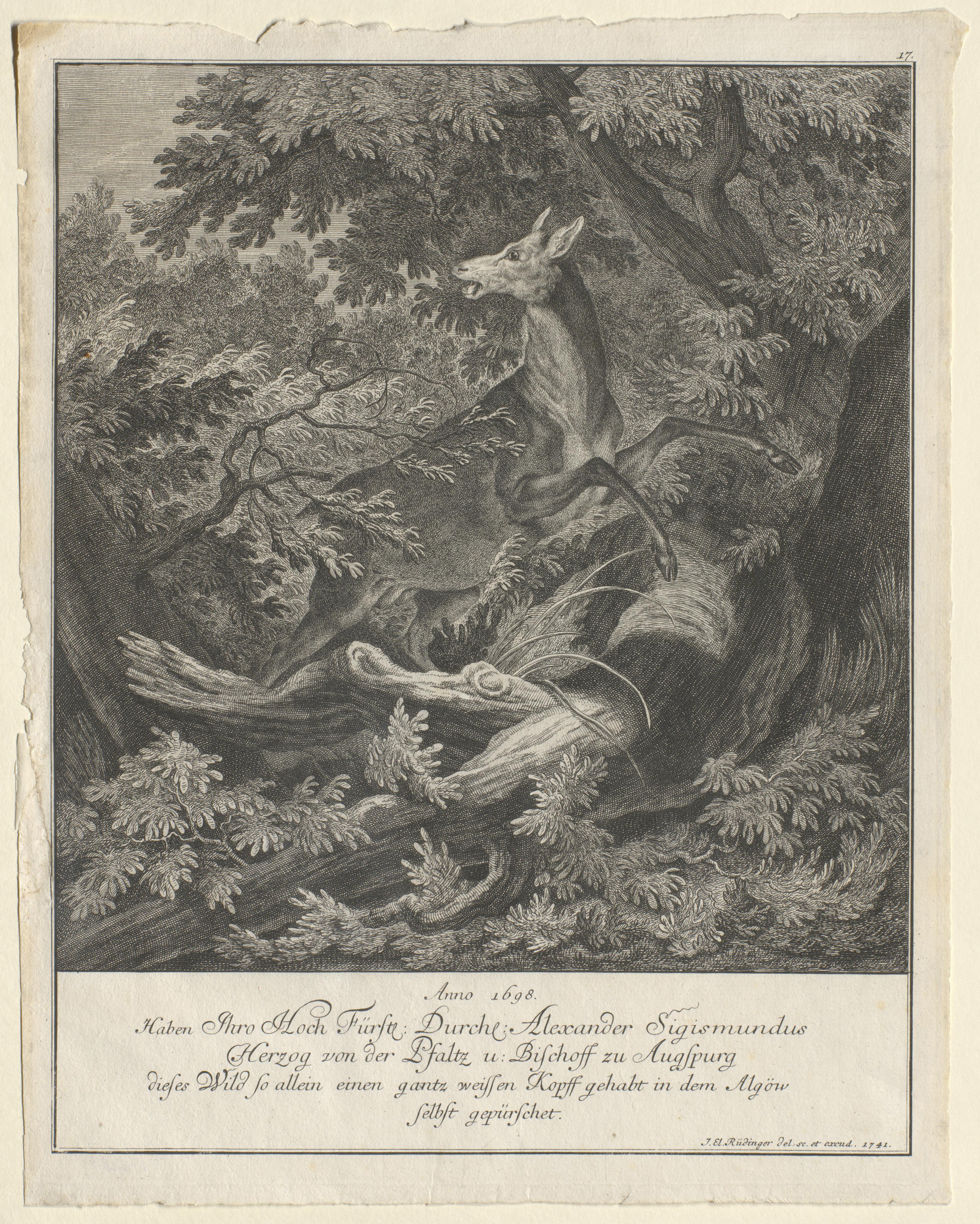 Hirsch mit weißen Kopf, erlegt Anno 1698 (Gleimhaus CC BY-NC-SA)