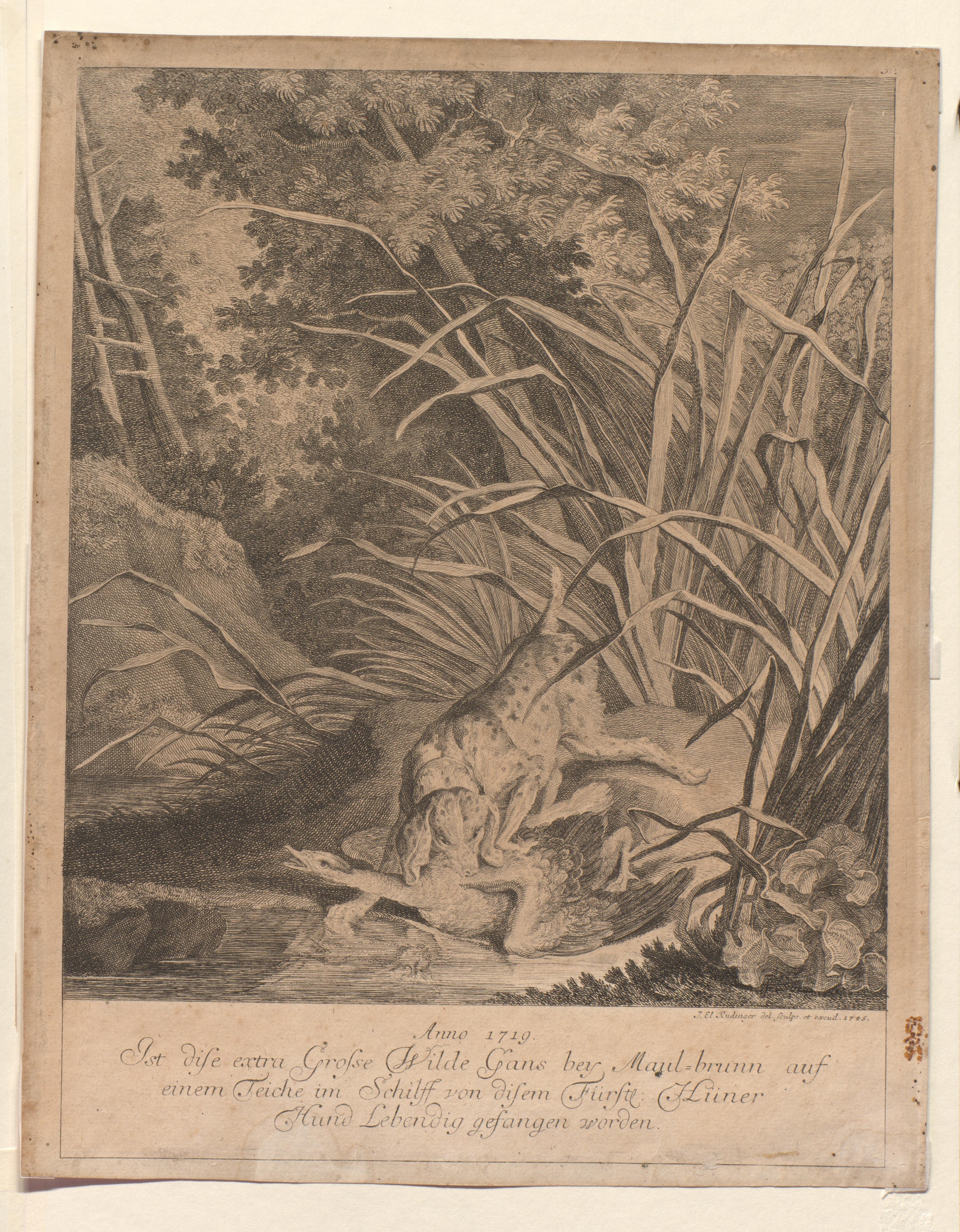 Vom Hühnerhund gefangene Wildgans, 1719 / 1745, VBb - 327 (Gleimhaus CC BY-NC-SA)