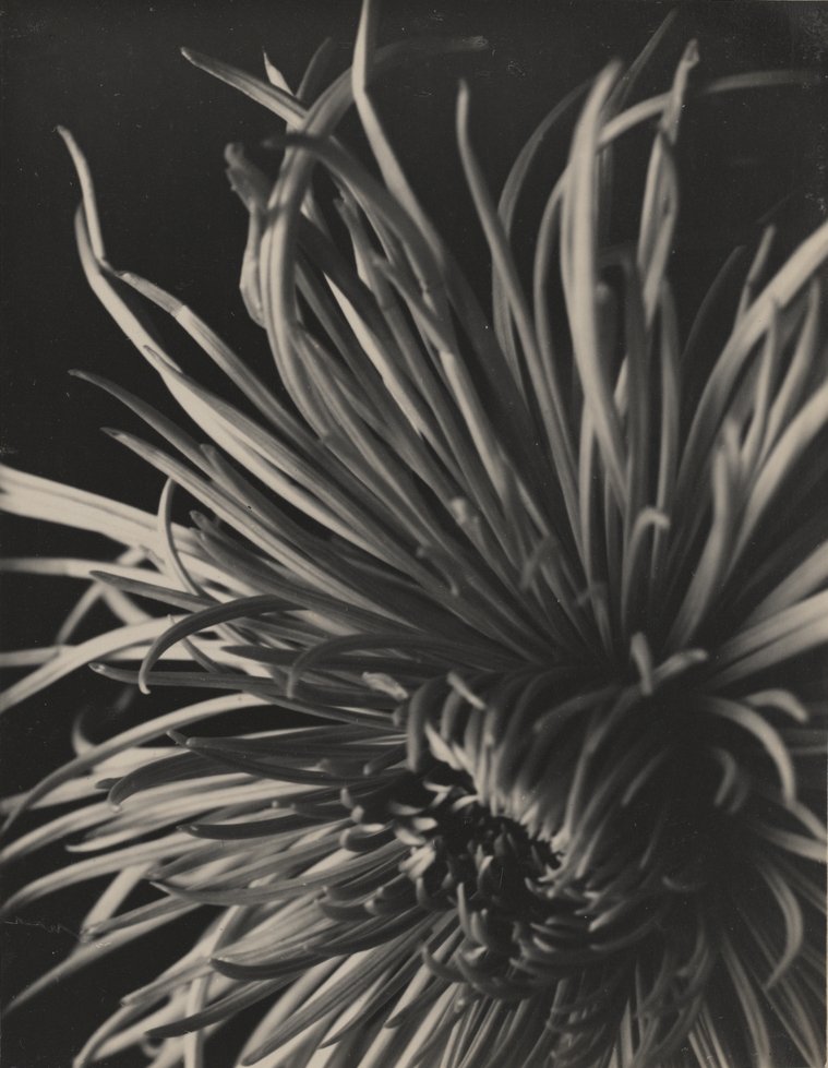 Chrysantheme (Kulturstiftung Sachsen-Anhalt / © Hans Ulrich Jessurun d'Oliveira, Amsterdam RR-F)