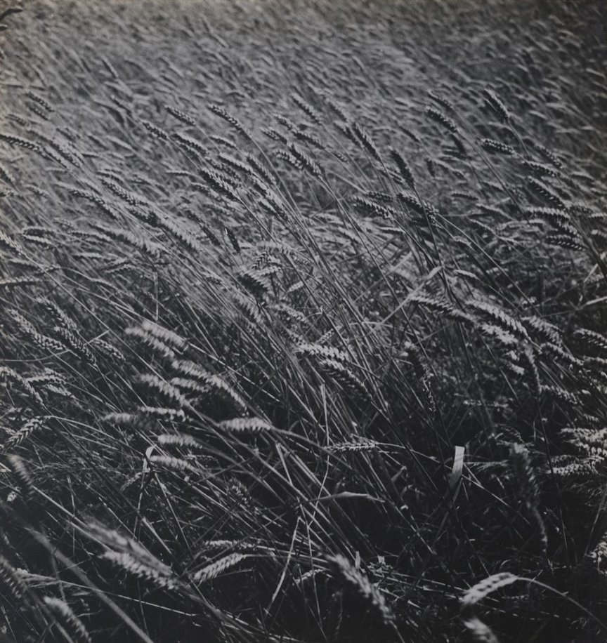 Weizen im Wind, Schlesisch Haugsdorf (Kulturstiftung Sachsen-Anhalt / © Hans Ulrich Jessurun d'Oliveira, Amsterdam RR-F)