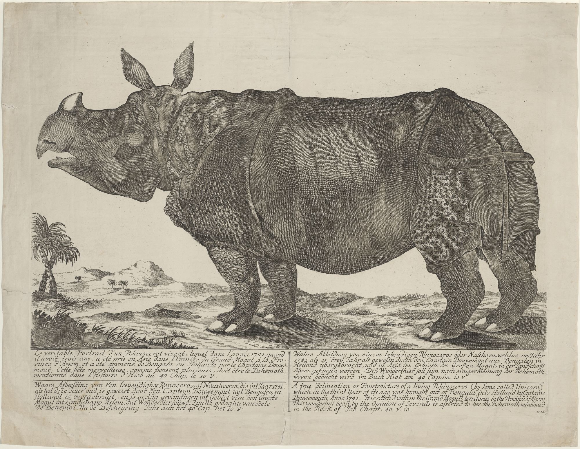 Le veritable Portrait d'unn Rhinocerot vivant, lequel dans l'année 1741 quand/...doit etre le Behemoth,/ mentionne dans l'Histoire d'Hiob au 40 Chap.  (Kulturstiftung Sachsen-Anhalt Public Domain Mark)
