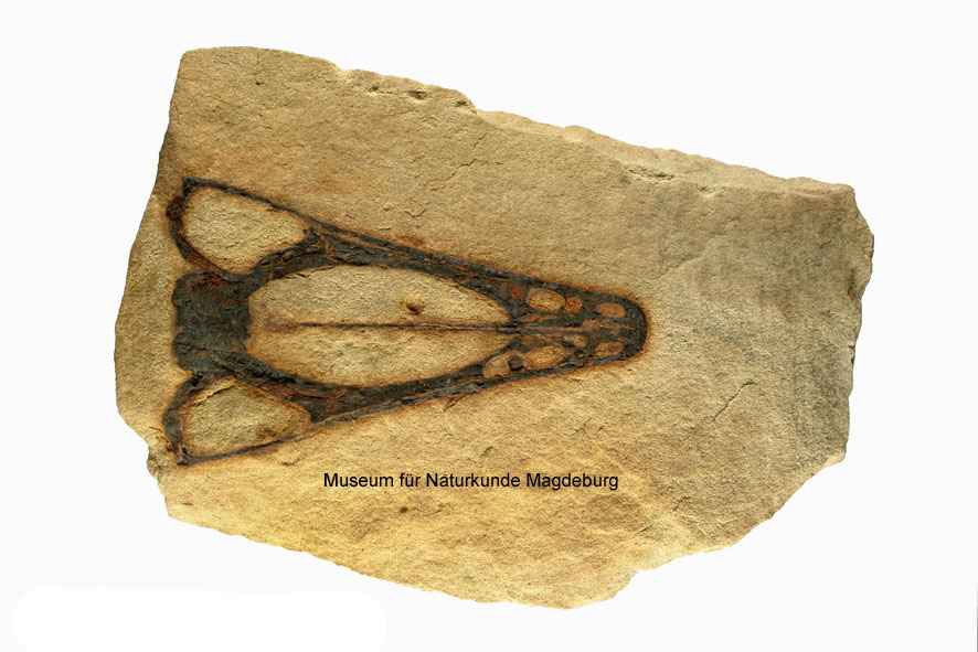 Fossiler Lurch - Labyrinthzähner (Museum für Naturkunde Magdeburg CC BY-NC-SA)