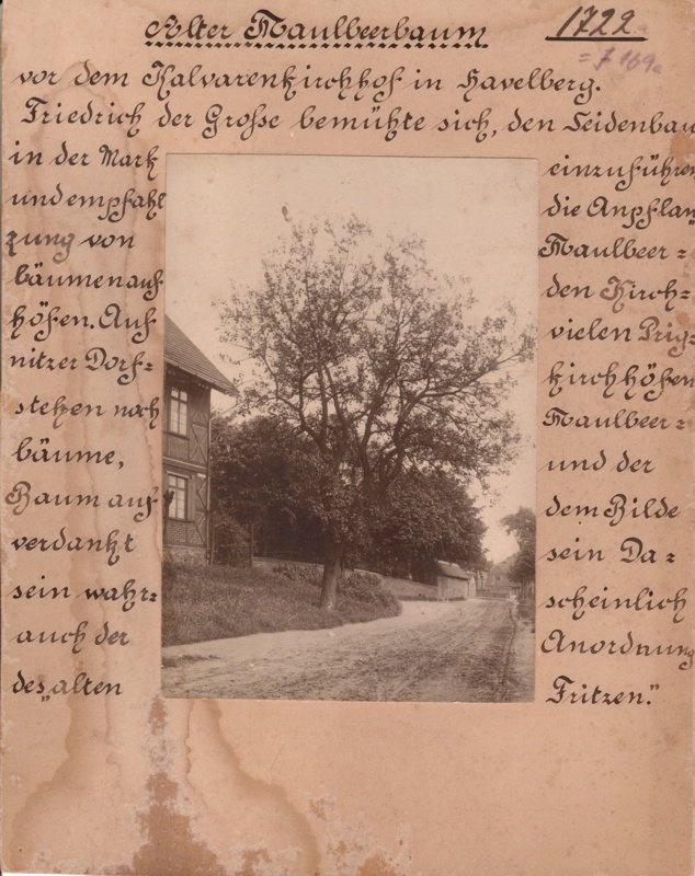 Maulbeerbaum (Prignitz-Museum am Dom Havelberg CC BY-NC-SA)