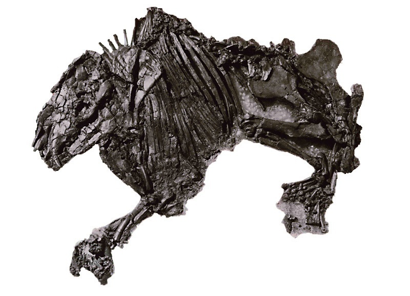 Propalaeotherium isselanum (CUVIER) - &quot;Urpferd&quot; (ZNS Uni Halle: Geiseltalmuseum CC BY-NC-SA)