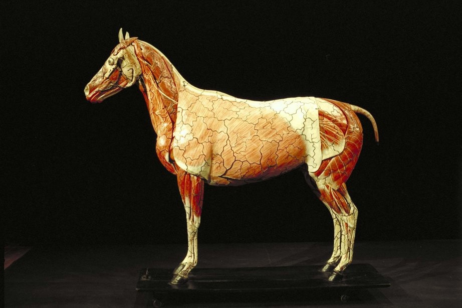 Lebensgroßes Lehrmodell eines Pferdes von L. T. Auzoux (ZNS Uni Halle: Museum für Haustierkunde  CC BY-NC-SA)