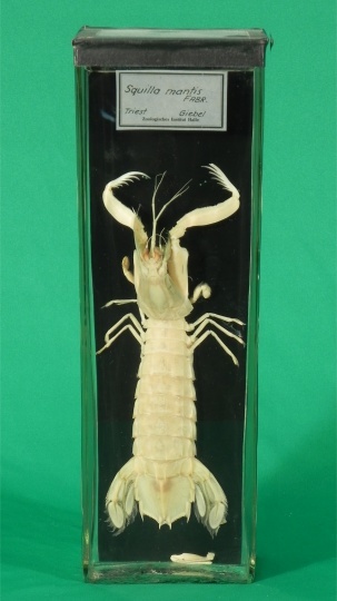 Gemeiner Heuschreckenkrebs Squilla mantis (Linnaeus, 1758) (ZNS Uni Halle: Zoologische Sammlung CC BY-NC-SA)