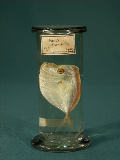 Karibischer Mondfisch (ZNS Uni Halle: Zoologische Sammlung CC BY-NC-SA)