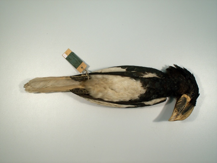 Schreihornvogel (ZNS Uni Halle: Zoologische Sammlung CC BY-NC-SA)