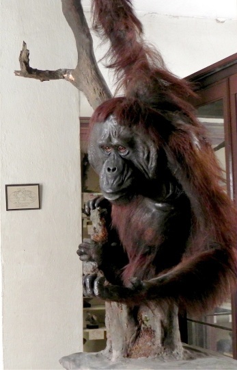 Orang Utan (ZNS Uni Halle: Zoologische Sammlung CC BY-NC-SA)