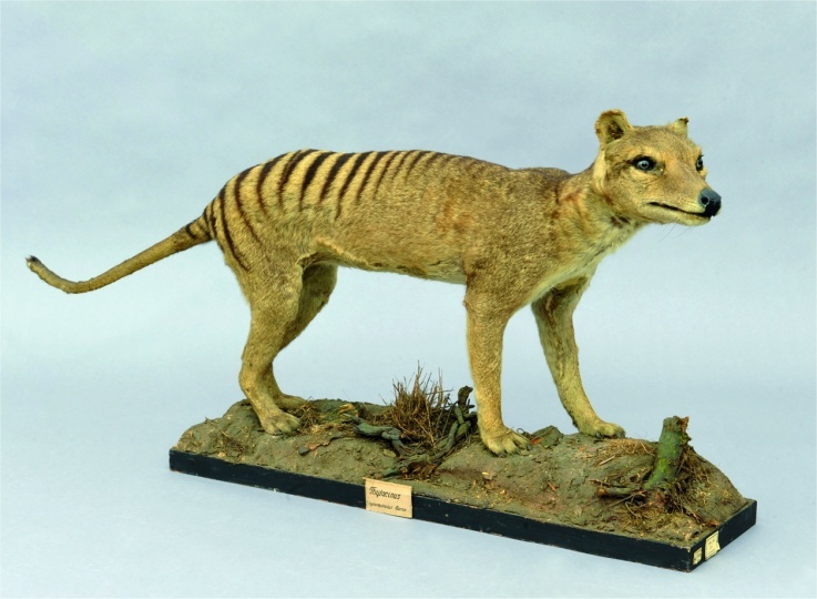 Beutelwolf Thylacinus cynocephalus (Harris, 1808) (ZNS Uni Halle: Zoologische Sammlung CC BY-NC-SA)