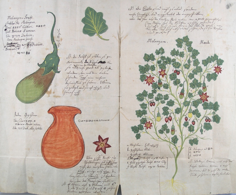 Melanzenfrucht und -staude mit Erklärungen, 1736 (Franckesche Stiftungen zu Halle CC BY-NC-SA)