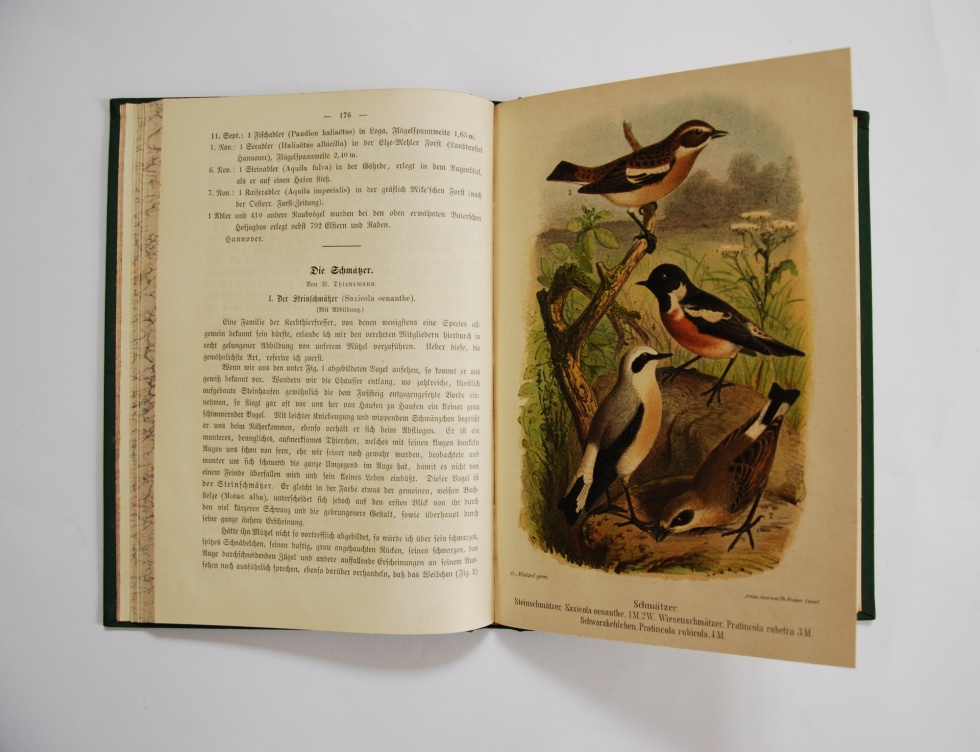 Monatsschrift des Deutschen Vereins zum Schutze der Vogelwelt, Jahrgang 1884 (Museum Schloss Moritzburg Zeitz CC BY-NC-SA)
