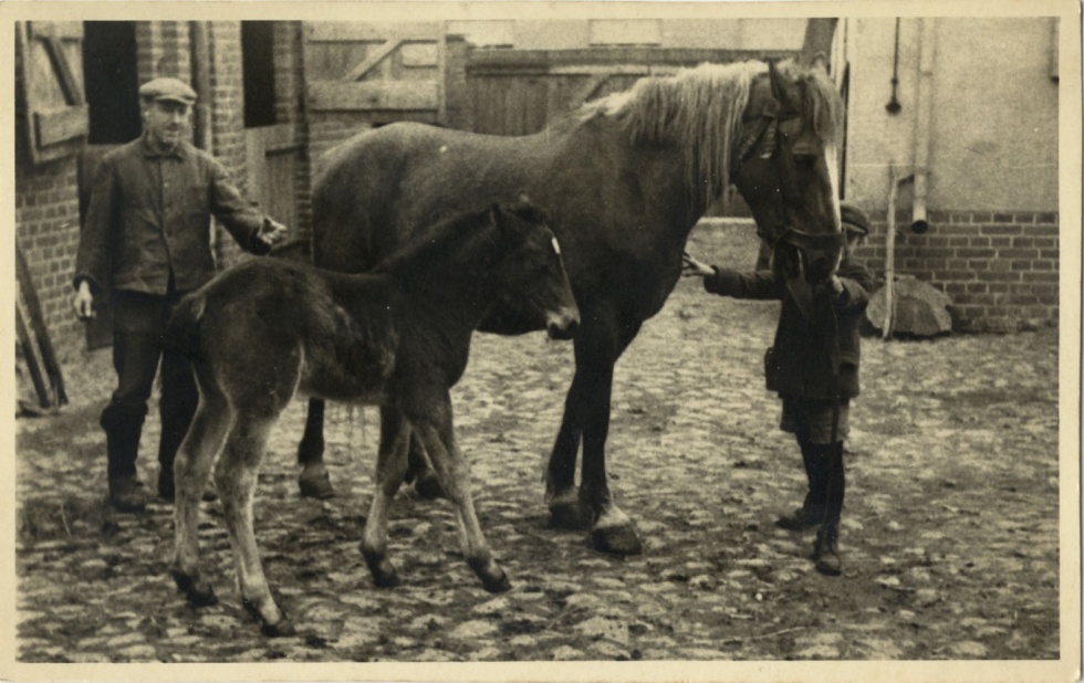 Pferd mit Pfohlen (Museum Wolmirstedt RR-F)