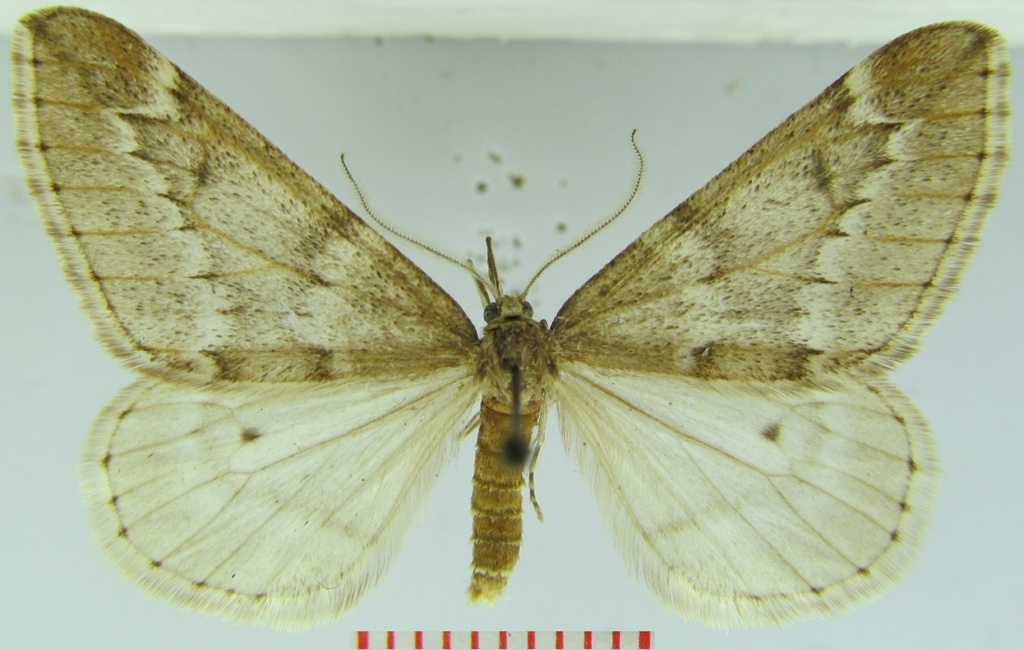 Alsophila aescularia (Eichen-Rundflügelspanner) (Museum für Naturkunde und Vorgeschichte Dessau CC BY-NC-SA)