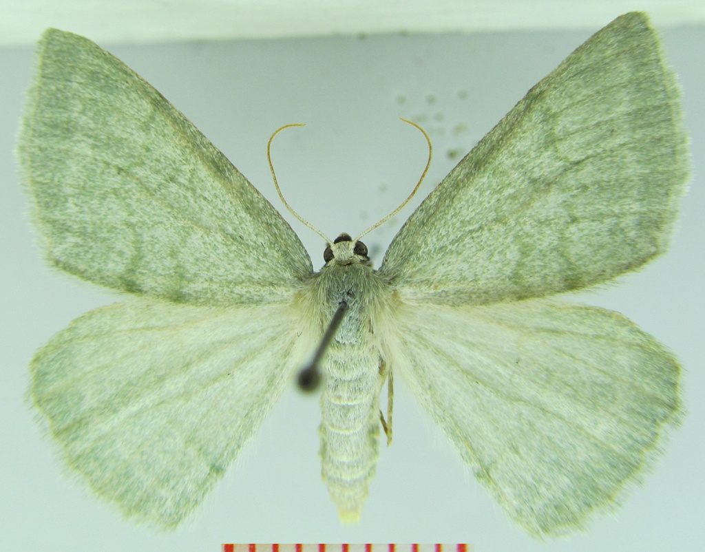 Pseudoterpna pruinata (Blaßgrüner Ginsterheidenspanner) (Museum für Naturkunde und Vorgeschichte Dessau CC BY-NC-SA)