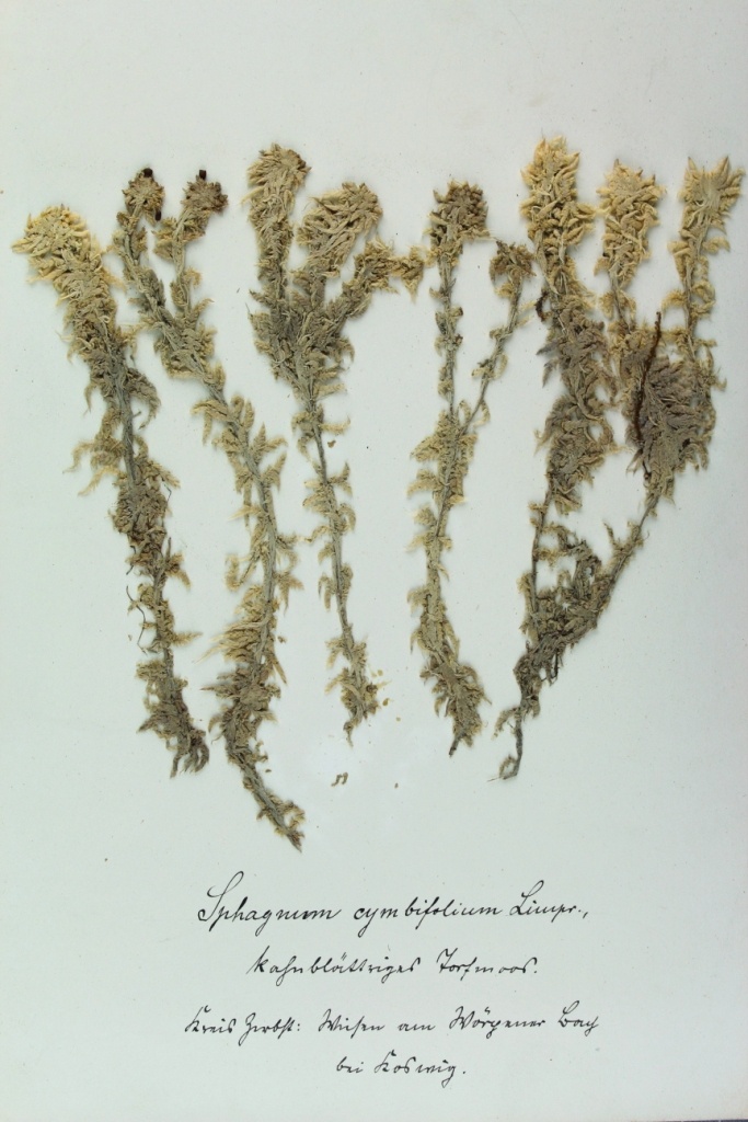 Zschacke-Herbarium, Blatt 1 (Museum für Naturkunde und Vorgeschichte Dessau CC BY-NC-SA)