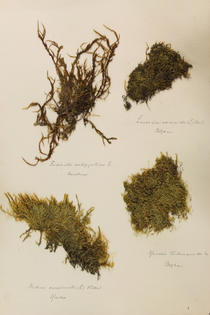 Zschacke Herbarium, Blatt 6 (Museum für Naturkunde und Vorgeschichte Dessau CC BY-NC-SA)