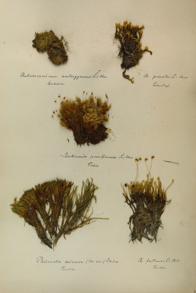 Zschacke Herbarium, Blatt 8 (Museum für Naturkunde und Vorgeschichte Dessau CC BY-NC-SA)