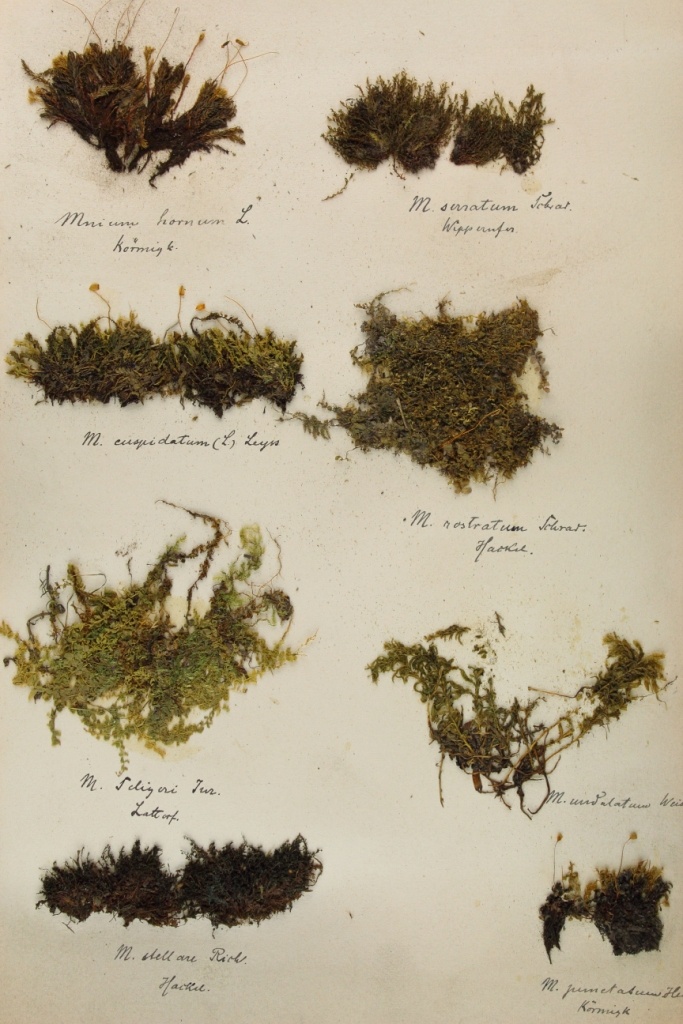 Zschacke Herbarium, Blatt 9 (Museum für Naturkunde und Vorgeschichte Dessau CC BY-NC-SA)