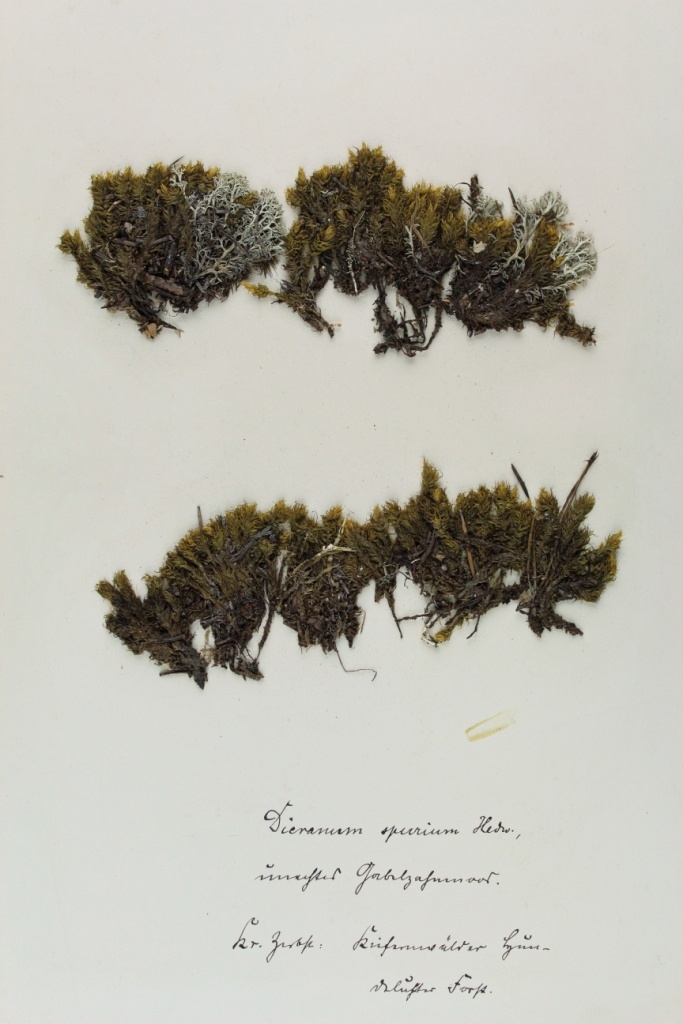 Zschacke Herbarium, Blatt 10 (Museum für Naturkunde und Vorgeschichte Dessau CC BY-NC-SA)