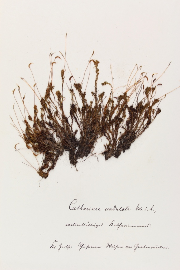 Zschacke Herbarium, Blatt 11 (Museum für Naturkunde und Vorgeschichte Dessau CC BY-NC-SA)