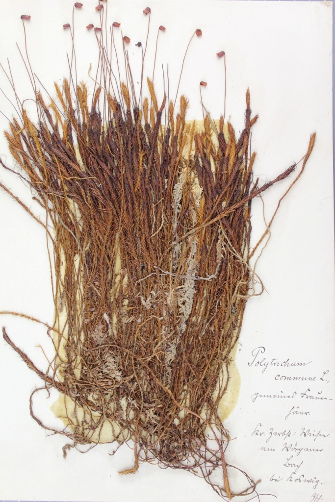 Zschacke Herbarium, Blatt 12 (Museum für Naturkunde und Vorgeschichte Dessau CC BY-NC-SA)