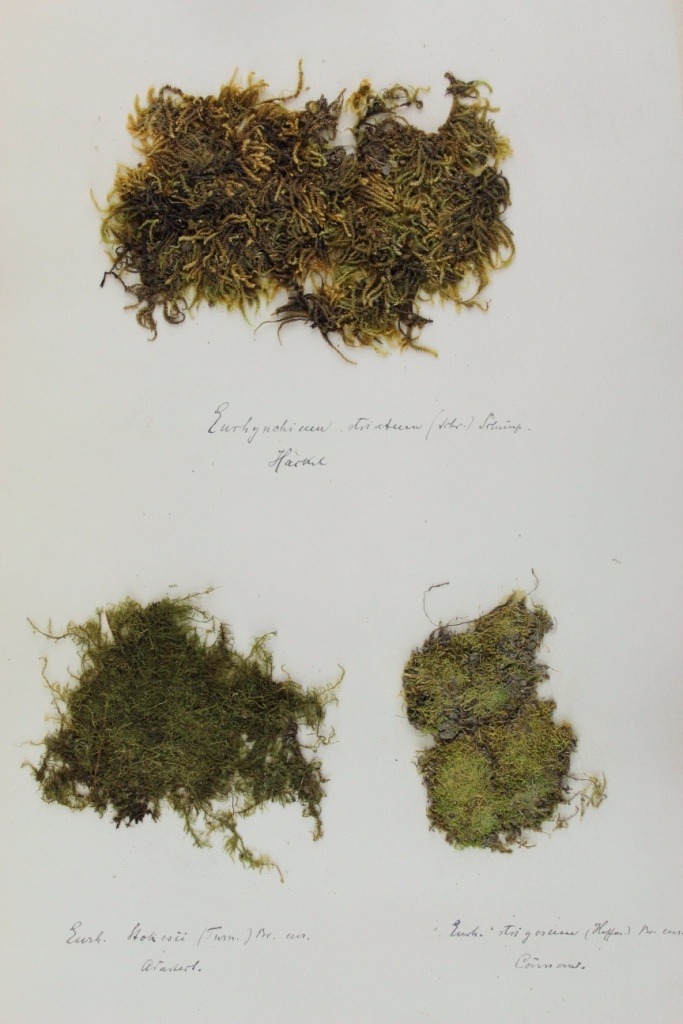 Zschacke Herbarium, Blatt 14 (Museum für Naturkunde und Vorgeschichte Dessau CC BY-NC-SA)