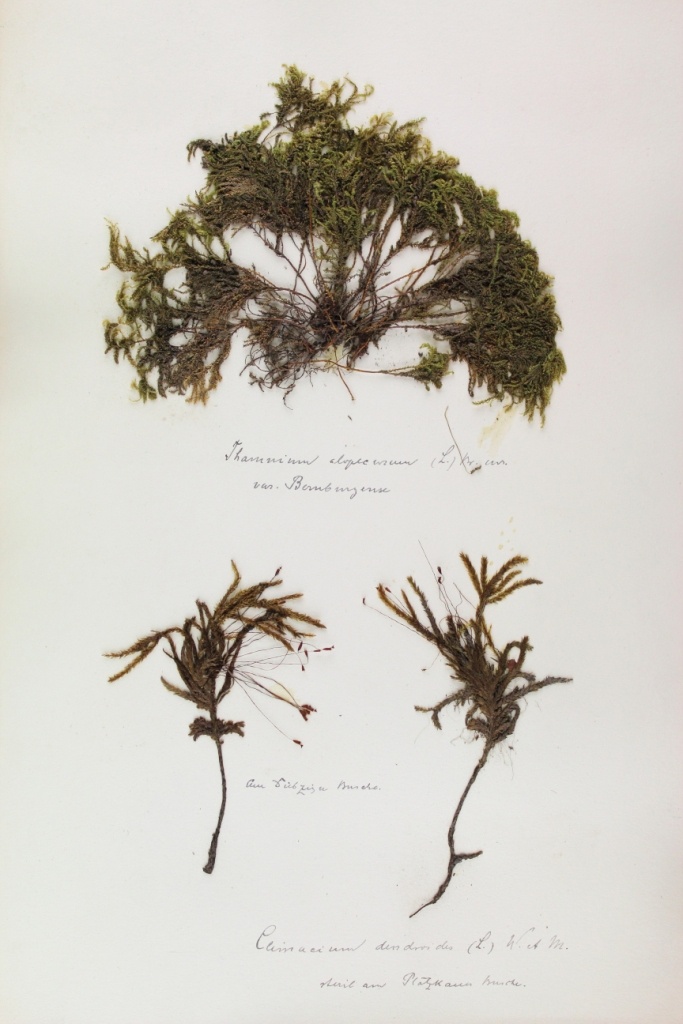 Zschacke Herbarium, Blatt 15 (Museum für Naturkunde und Vorgeschichte Dessau CC BY-NC-SA)