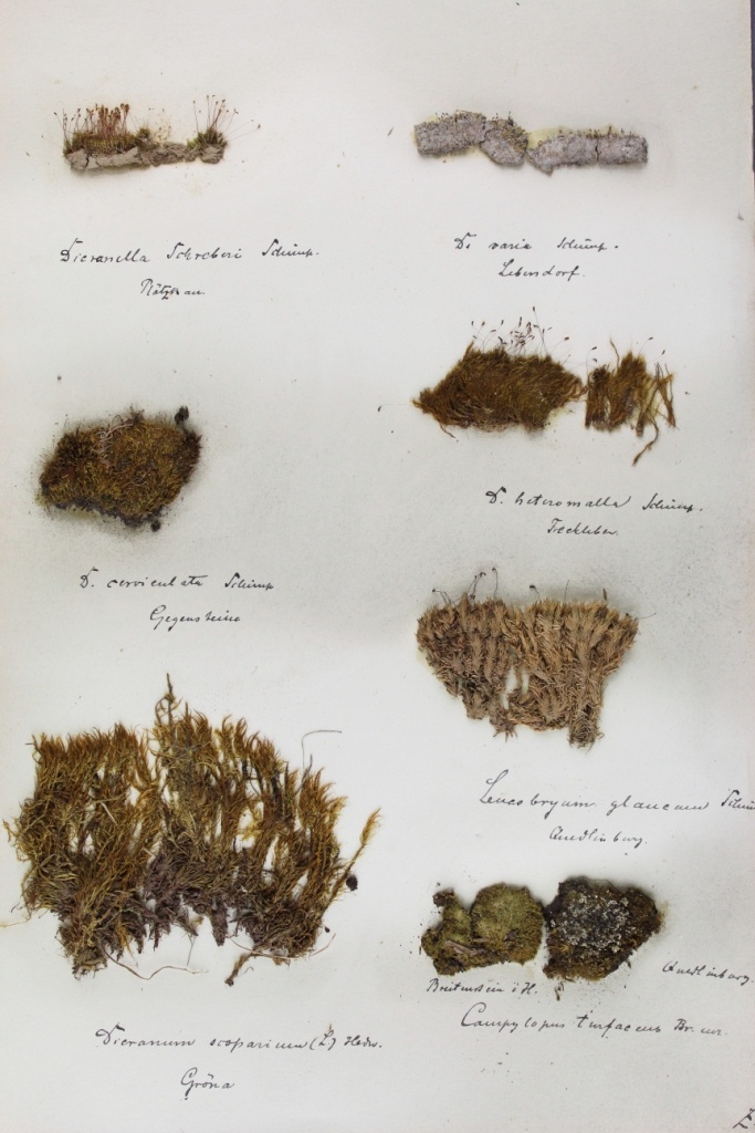 Zschacke Herbarium, Blatt 16 (Museum für Naturkunde und Vorgeschichte Dessau CC BY-NC-SA)