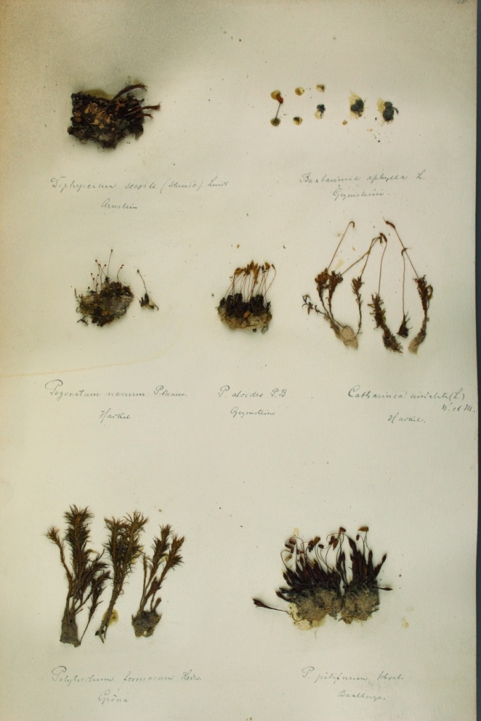 Zschacke-Herbarium, Blatt 17 (Museum für Naturkunde und Vorgeschichte Dessau CC BY-NC-SA)