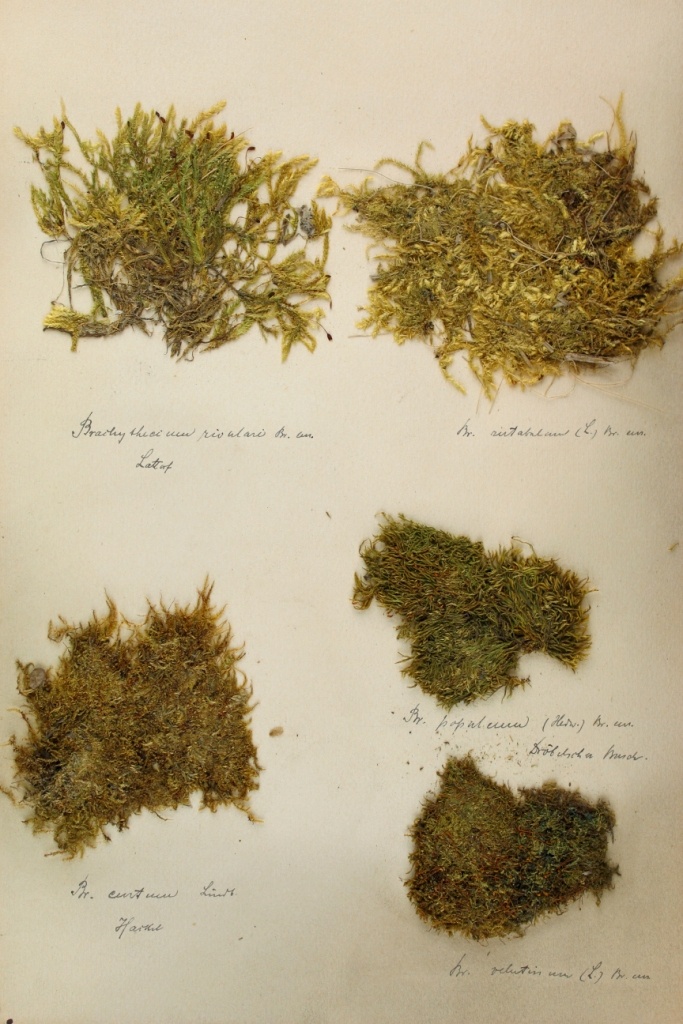 Zschacke-Herbarium, Blatt 19 (Museum für Naturkunde und Vorgeschichte Dessau CC BY-NC-SA)